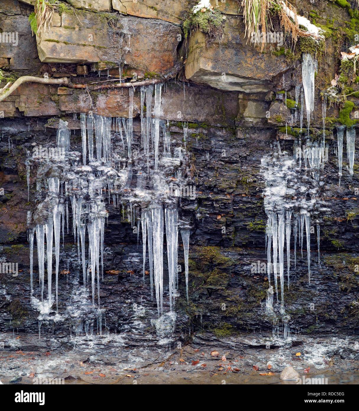 Ghiaccioli appesi da rocce che circondano Fossdale Gill in Wensleydale, North Yorkshire. Foto Stock