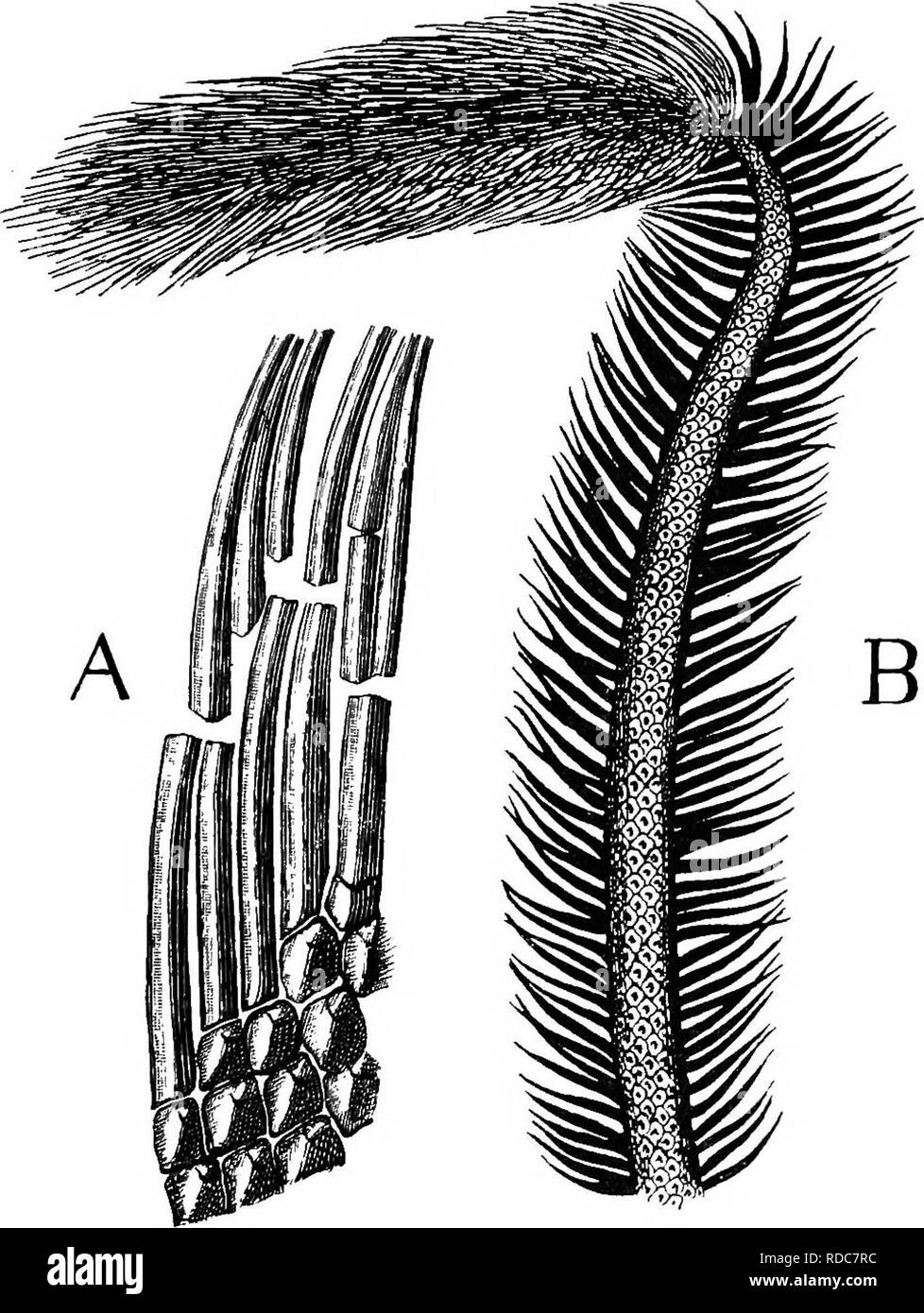 . Gli studi di botanica fossile . Paleobotanica. LEPIDODENDRON 129 caratteri, presentato da questa armatura di foglia-cuscini, (Fig. .54) che la distinzione delle specie è stato. Fig. 53.-Lepidodendron Ophiurus. A. frammento di stelo-superficie, mostrando foglia-basi e foglie. B. ramo frondoso, portante un cono in corrispondenza delle sue estremità. Nat. dimensioni. Dopo Zeiller. fondato. Sarà bene per descrivere in dettaglio le caratteristiche essenziali delle foglie persistenti-base. La foglia di cuscini o sono imballati insieme abbastanza 9. Si prega di notare che queste immagini vengono estratte dalla pagina sottoposta a scansione di immagini che possono essere state enhan digitalmente Foto Stock
