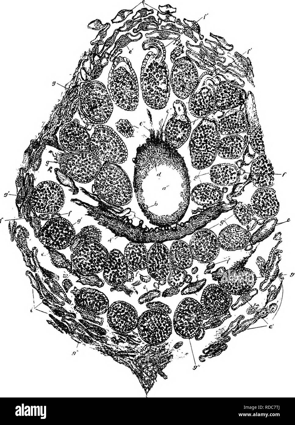 . Gli studi di botanica fossile . Paleobotanica. io4 studi di botanica fossile con S. cuneifolium. Nella forma più piccoli (ft) vi è una sottile, triarch xilema.. Fig. 43.-Sphenoj&GT;hyllum Dawsoni, a. Obliquamente la sezione trasversale del cono, che mostra le parti di tre spire di brattee. Un", asse cavo (stele mancante) ; b, d, la corteccia di asse ; £, e', brattee tagliati a diversi livelli ; f, sporangiophores, appena più interna che scaturisce da un whorl delle brattee, che sono qui coerente; /', sporangiophores in connessione con i loro sporangia ; G, G&GT; g", sporangia delle tre spire, x 7. Dopo Williamson, Foto Stock