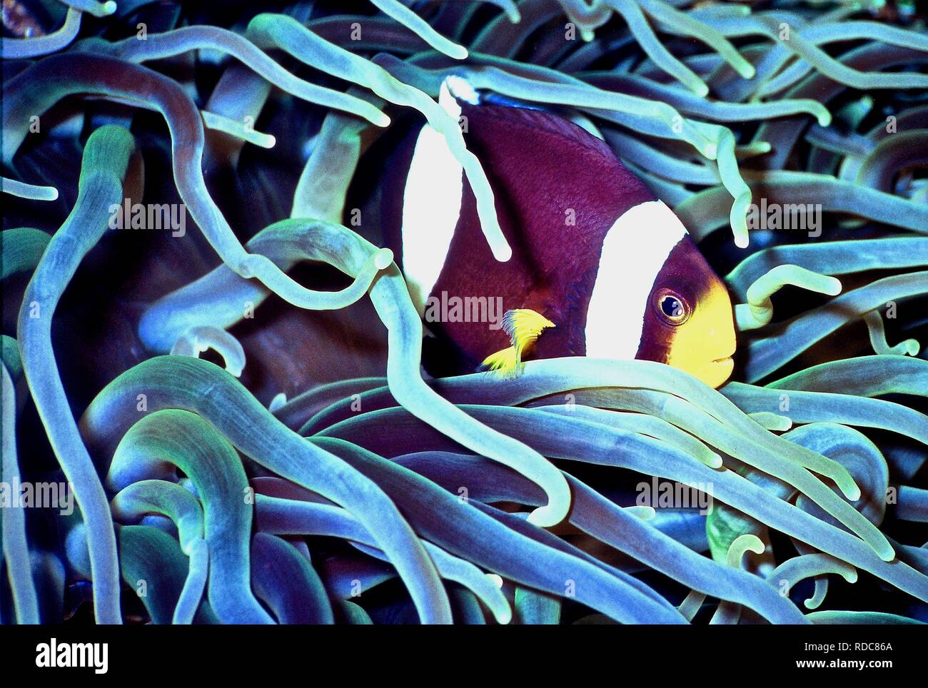 Un clownfish (Amphiprion clarkii: 6 cms.) nel suo host (anemone Heteractis magnifica). Questi pesci hanno un rapporto di simbiosi con le anemoni, che proteggono da attacchi da parte di predatori in cambio di un luogo di rifugio. Essi sono doughty difensori dei loro habitat e a volte anche tentare di scacciare i subacquei di avvicinamento! Se si sentono minacciati, si nascondono tra l anemone di molti tentacoli, la sensazione puntoria nematocisti di cui essi sono immuni. Varie specie di clownfish sono incontrati sulle barriere coralline tropicali, dove si nutrono principalmente di copepods e alghe. La foto è stata scattata in Indonesia Foto Stock