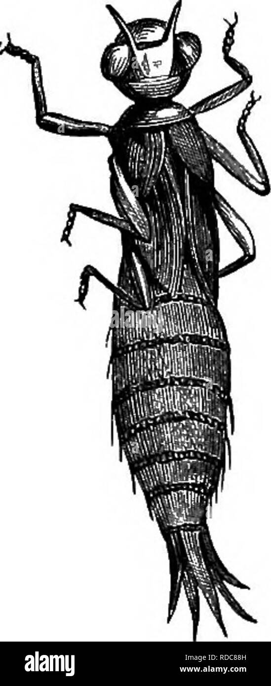 . Studi di vita animale . Zoologia; lo studio della natura. Fig. 12.-Watek maggiolino e la sua larva. Né si potrebbe immaginare che questa acqua-tiger sarebbe così " alta fantas-' tical" come respirare con la sua coda. Tuttavia egli non sia, come si vedrà.' trovare se si guarda a lui nella vostra aqua- rium. Continuando la nostra ricerca ci illumina- sul grasso, pigra ungraceful larva del grazioso e bril- liant Dragon-fly, il falco di insetti (Fig. 13). Egli è utile per dissezione, così pop in lui. Tra i morti vi lascia per-. Fig. 13-DRAGON-FLY Labv.b : un, aspetto ordinario; B, witli la pinza liuge- lilte ganascia esteso.. Foto Stock