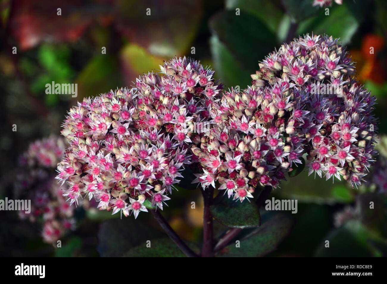 Pink Stonecrop Sedum 'Matrona' cresciuta a RHS Garden Harlow Carr, Harrogate, Yorkshire. Inghilterra, Regno Unito. Foto Stock Pink Stonecrop Sedum 'Matrona' cresciuta a RHS Garden Harlow Carr, Harrogate, Yorkshire. Inghilterra, Regno Unito. Foto Stock