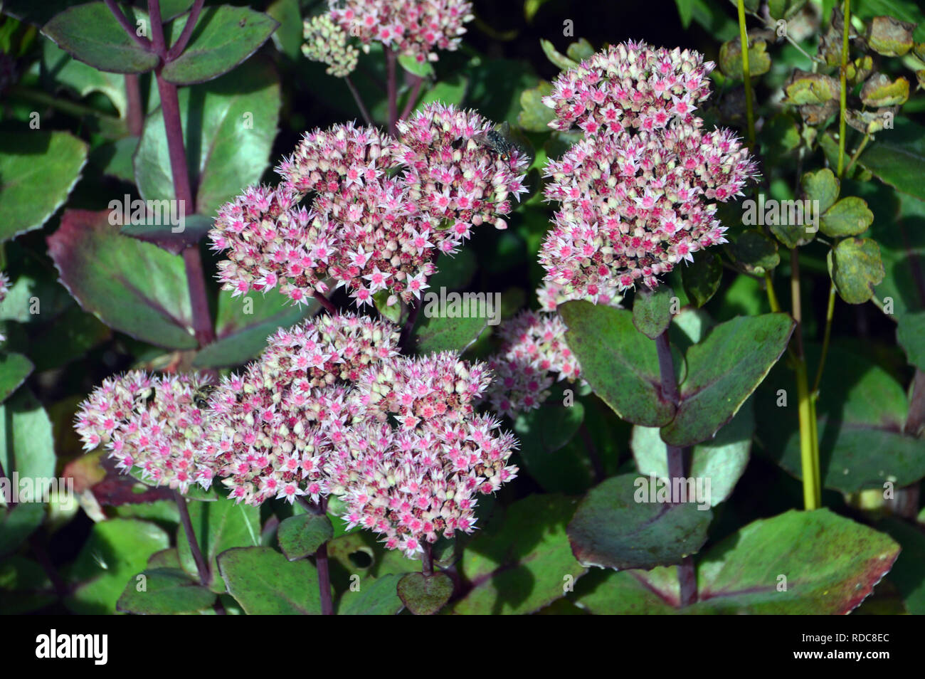 Pink Stonecrop Sedum 'Matrona' cresciuta a RHS Garden Harlow Carr, Harrogate, Yorkshire. Inghilterra, Regno Unito. Foto Stock Pink Stonecrop Sedum 'Matrona' cresciuta a RHS Garden Harlow Carr, Harrogate, Yorkshire. Inghilterra, Regno Unito. Foto Stock