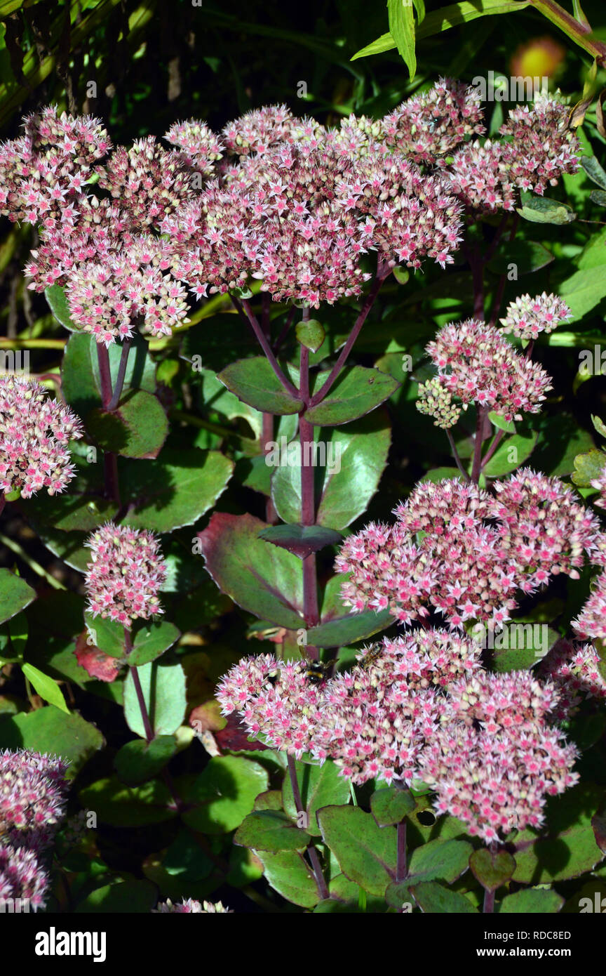 Pink Stonecrop Sedum 'Matrona' cresciuta a RHS Garden Harlow Carr, Harrogate, Yorkshire. Inghilterra, Regno Unito. Foto Stock Pink Stonecrop Sedum 'Matrona' cresciuta a RHS Garden Harlow Carr, Harrogate, Yorkshire. Inghilterra, Regno Unito. Foto Stock
