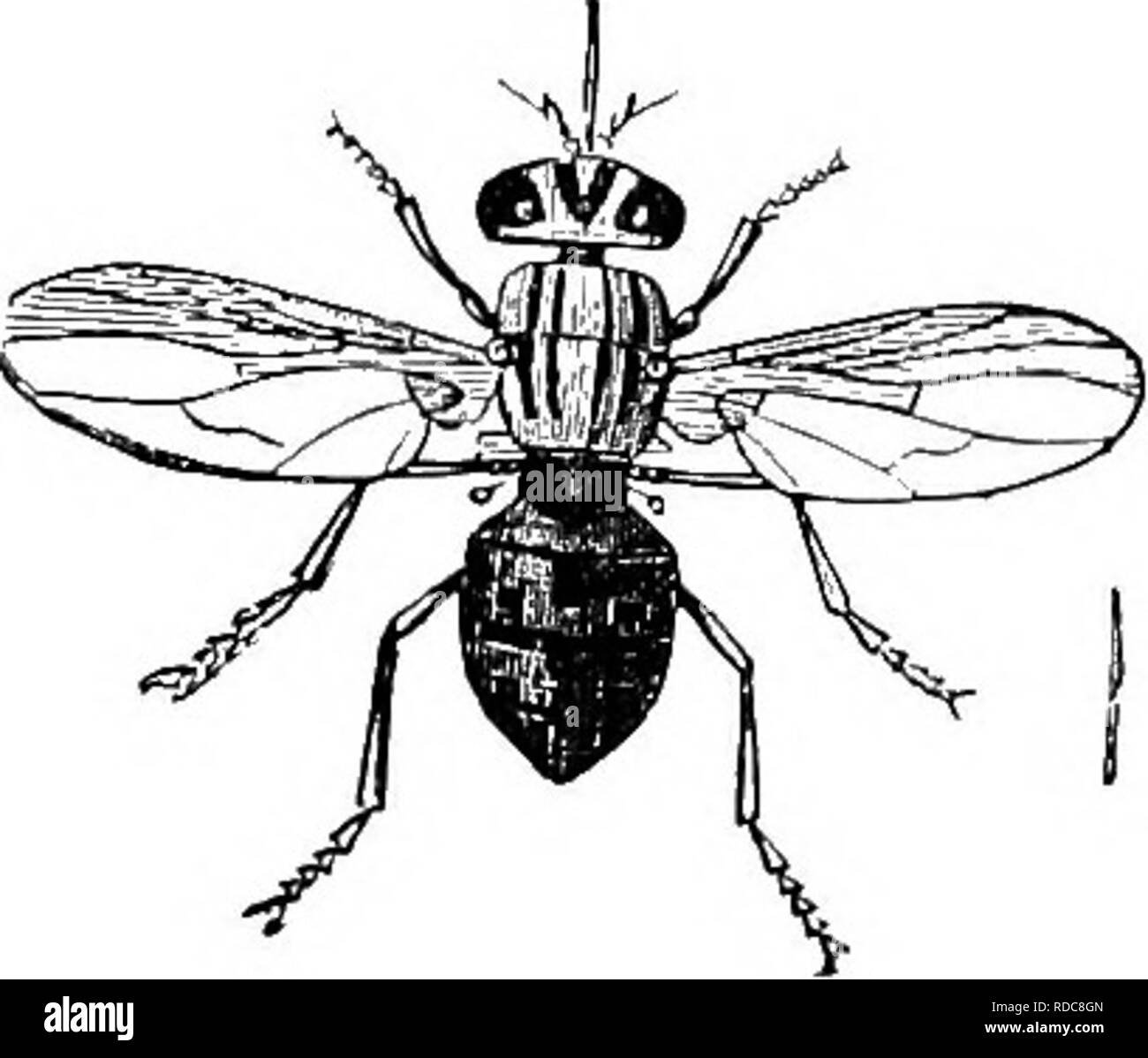 . Un manuale di igiene veterinaria. Igiene veterinaria. PAEASITES 431 Il Muscidce sono una famiglia molto numerosa, molti dei quali non sono solo il sangue-ventose ma trasmettitori della malattia. Musca domestica, la casa comune volare, depone le sue uova nel letame equino e qui i vermi feed. I cavalli possono essere largamente impedito da attacchi mediante l'uso di reti o una copertura del corpo, anche mantenendo stabile il buio e appendere le boccole o le stringhe per la mosche di stabilirsi su; inoltre gli insetti possono essere cacciate dal fumo. Tutte queste misure sono soltanto un successo parziale da loro stessi, e più prezioso quando combinato. Ben Foto Stock