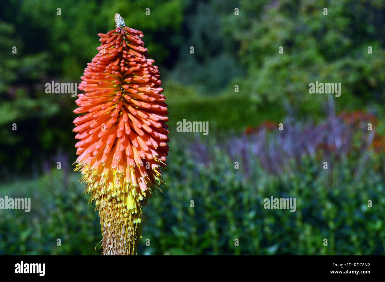 Un singolo Red Hot Poker Kniphofia "orange blaze" cresciute a RHS Garden Harlow Carr, Harrogate, Yorkshire. Inghilterra, Regno Unito. Foto Stock