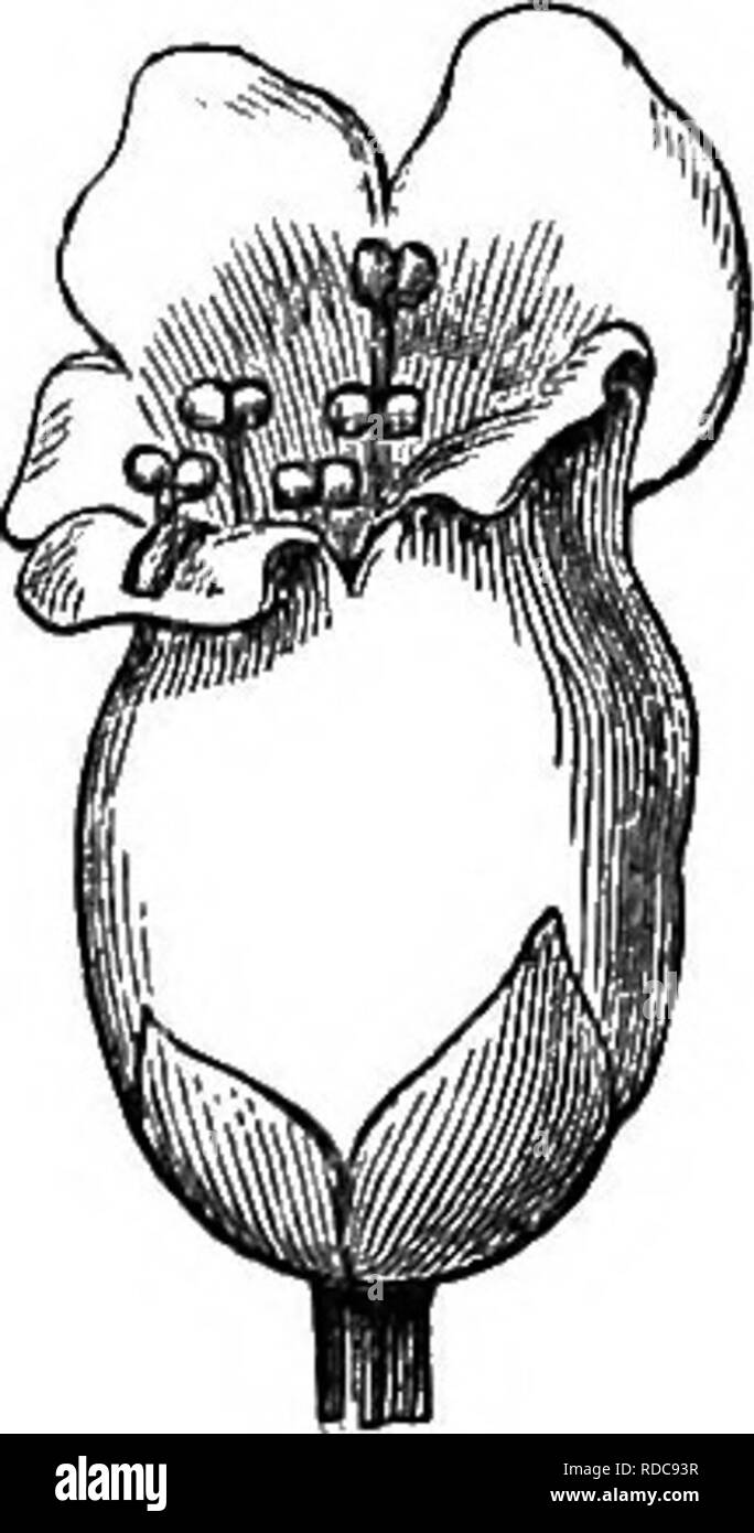 . Il miele-bee; la sua natura, le case e i prodotti. Le api. Fig. 76. -Scrophularia Nodosa. (Giovane bloom). Fig. 77.-Scrophularia Nodosa. (Vecchio bloom.) Nella comune salvia {Salvia officinalis) troviamo una molto remarkble accorgimento, per mezzo del quale le antere, attraverso una sorta di cerniera-come tessuto connettivo, vengono portati giù sul retro di un ape immettendo il fiore. Il polline così scaricato viene portato da un insetto da altri fiori, in cui il luogo dell'appassiti stami è stata occupata da lo stigma. Si prega di notare che queste immagini vengono estratte dalla pagina sottoposta a scansione di immagini che possono essere state digitalmente en Foto Stock