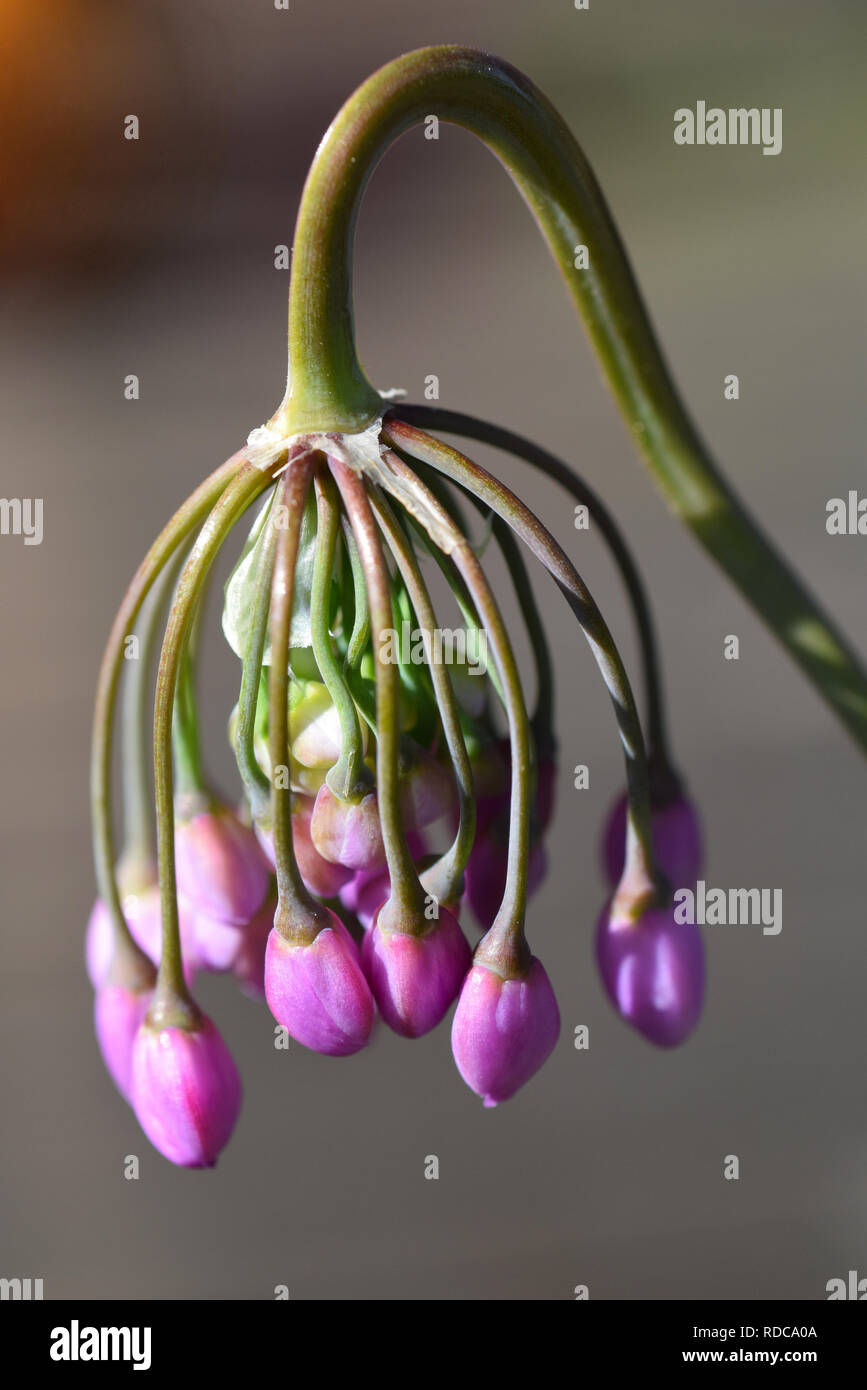 Allium cernuum Foto Stock