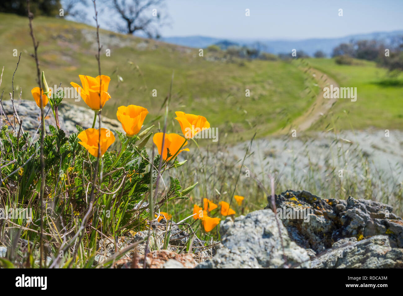 California Papaveri (Eschscholzia californica) crescente tra rocce, offuscata sentiero in salita in background, California; messa a fuoco selettiva Foto Stock