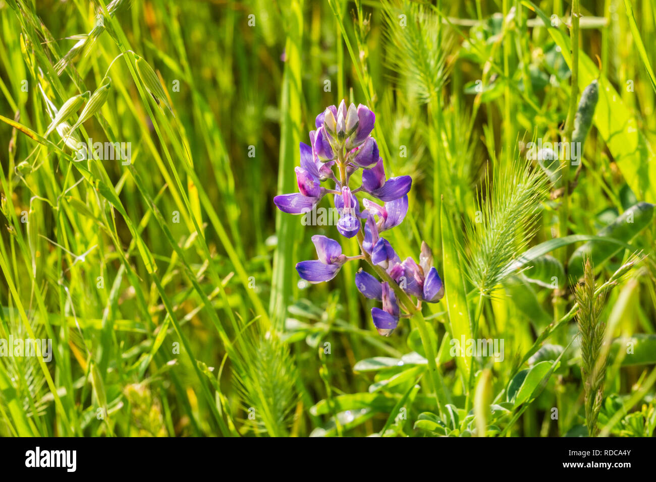 Close up di fiori di lupino fioritura tra erba alta, California Foto Stock