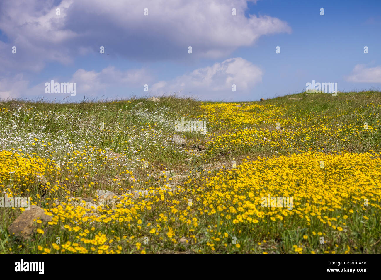 Percorso escursionistico ricoperta con Goldfields (Lasthenia californica) e popcorn Fiore (Plagiobothrys nothofulvus), California Foto Stock