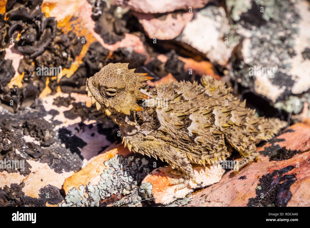 In prossimità di una costa cornuto Lizard (Phrynosoma Coronatum) Mescolamento con un terreno roccioso, pinnacoli National Park, California Foto Stock