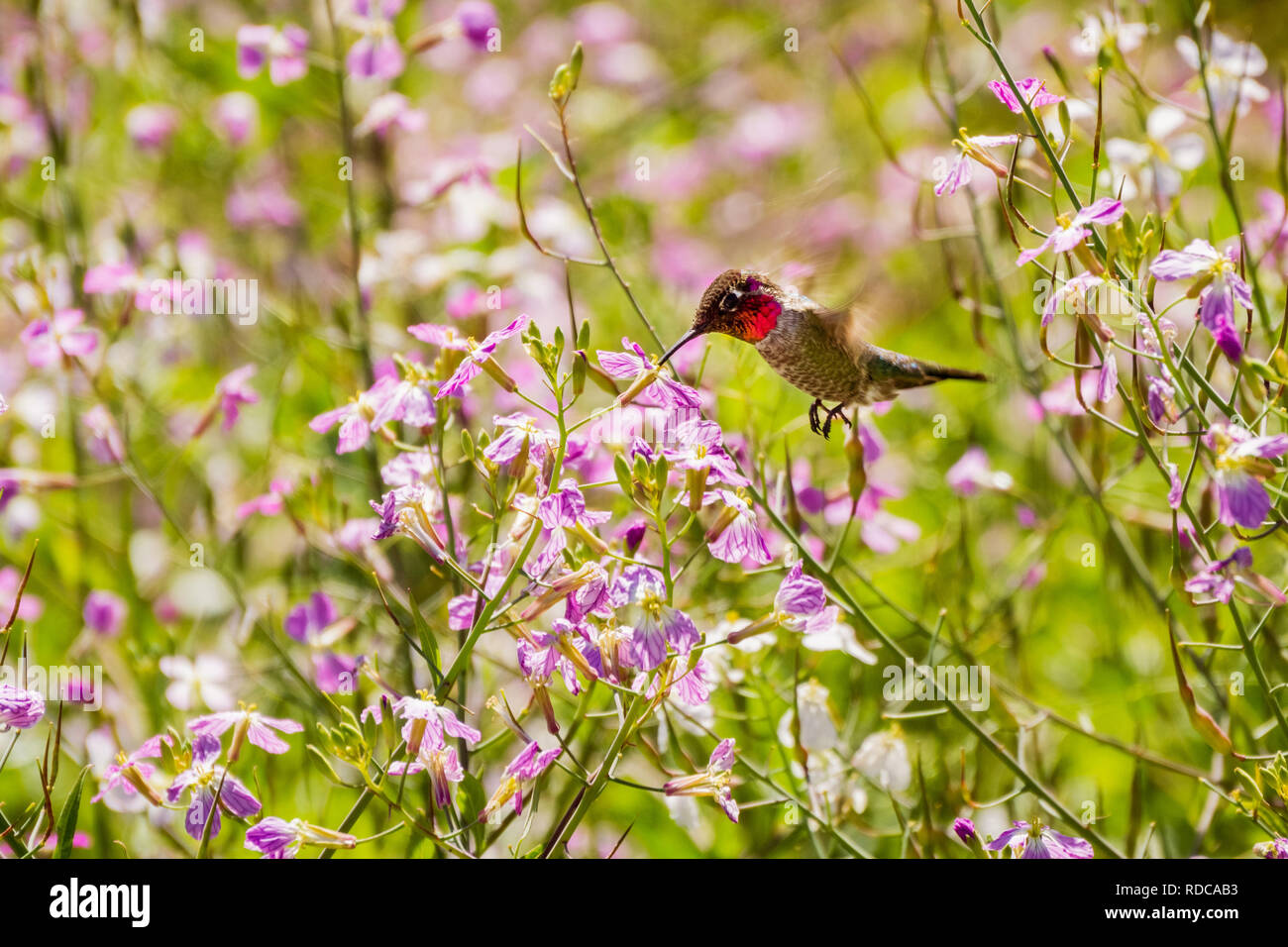 Piccolo di Anna Hummingbird bere il nettare da un rafano selvatico (Raphanus raphanistrum) fiore, San Francisco Bay Area, California Foto Stock