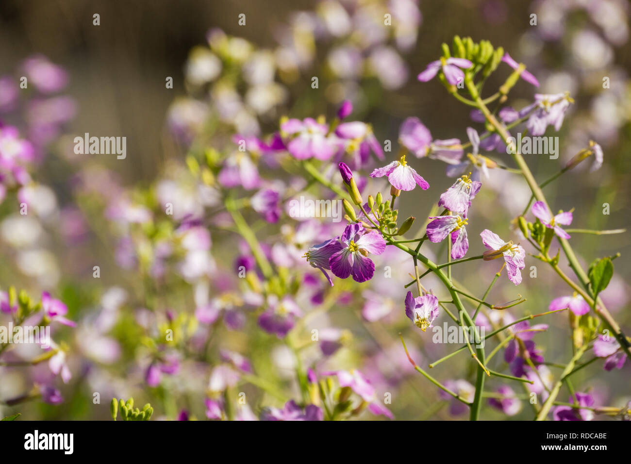 Rafano selvatico (Raphanus raphanistrum) fiore, San Francisco Bay Area, California Foto Stock