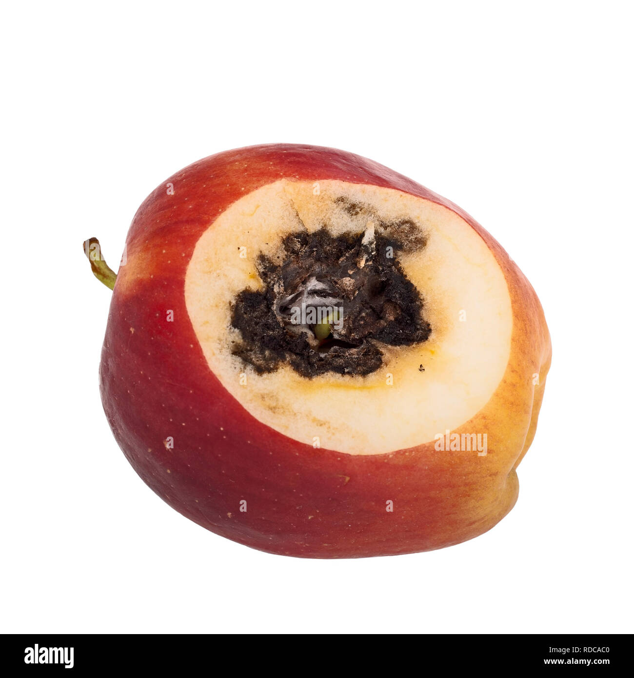 Vivipary in apple. Semi, i vinaccioli sono già crescendo nel nucleo quando il frutto è tagliata aperta. Foto Stock