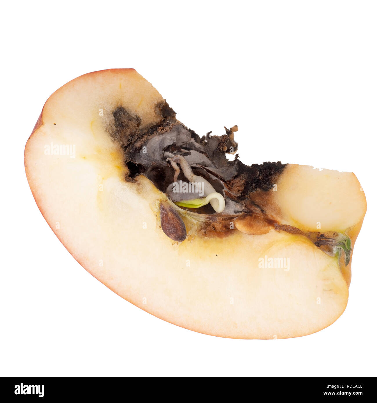 Vivipary in apple. Affettato per mostrare chiaramente le sementi, i vinaccioli sono già crescendo nel nucleo quando il frutto è tagliata aperta. Foto Stock
