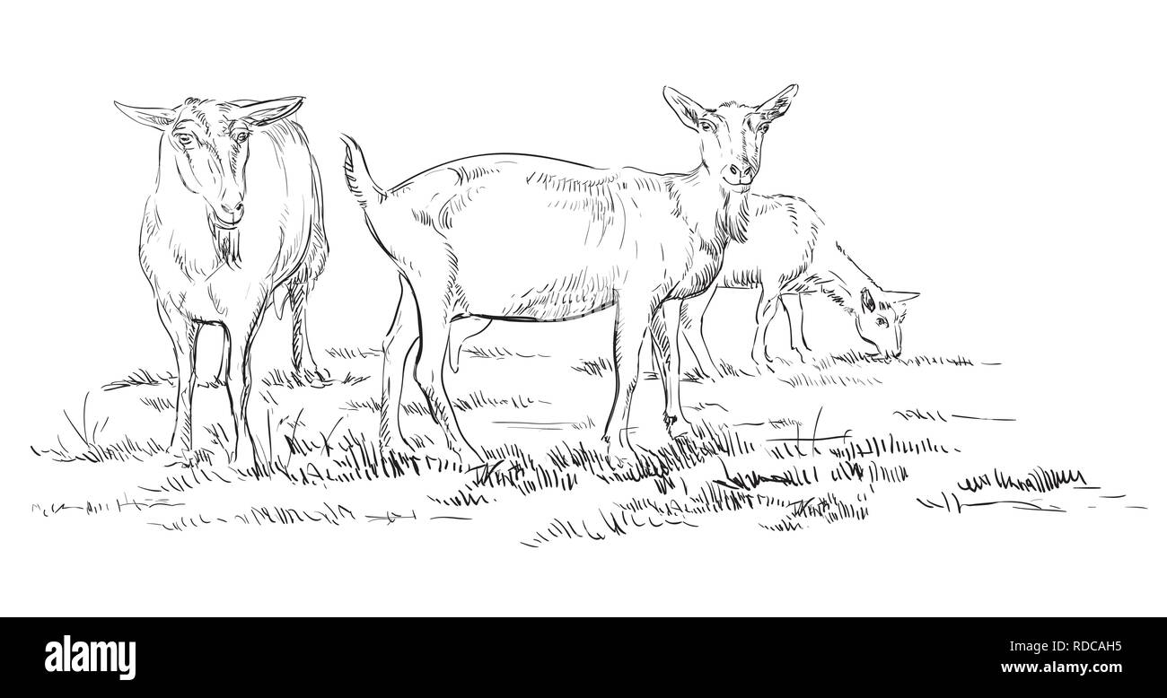 Vettore di disegno a mano illustrazione capre su pascolo in piedi nel profilo. Vettore monocromatica del disegno a mano illustrazione schizzo in colore nero isolato su w Illustrazione Vettoriale Vettore di disegno a mano illustrazione capre su pascolo in piedi nel profilo. Vettore monocromatica del disegno a mano illustrazione schizzo in colore nero isolato su w Illustrazione Vettoriale