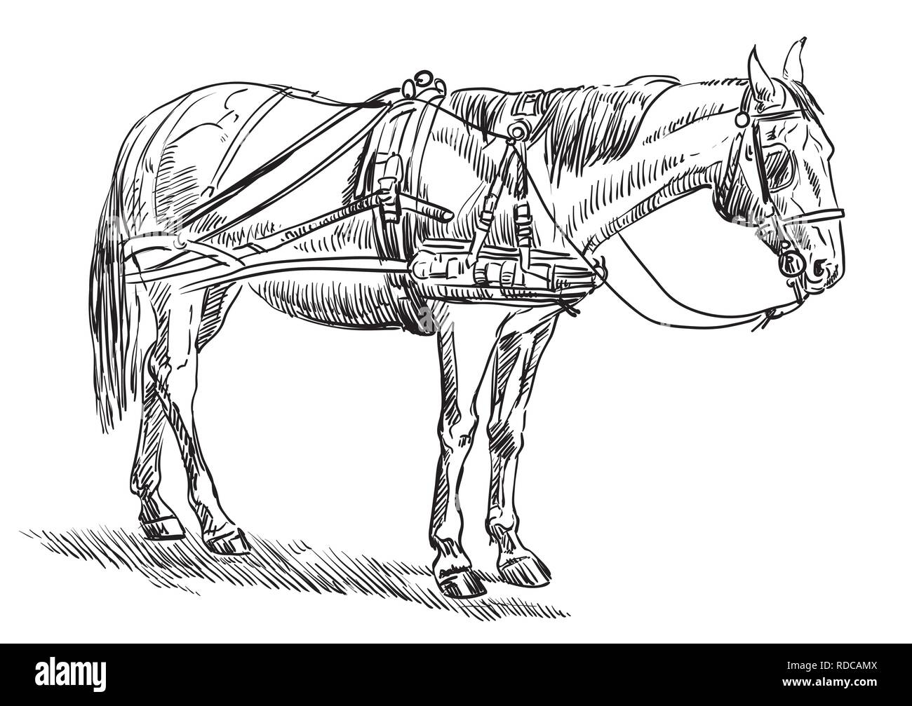 Vettore di disegno a mano illustrazione cavallo in piedi nel profilo. Vettore monocromatica del disegno a mano illustrazione schizzo in colore nero isolato su bianco backgr Illustrazione Vettoriale