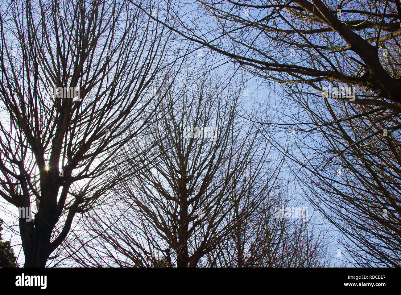 Viale alberato di Ginkgo Biloba in inverno Foto Stock