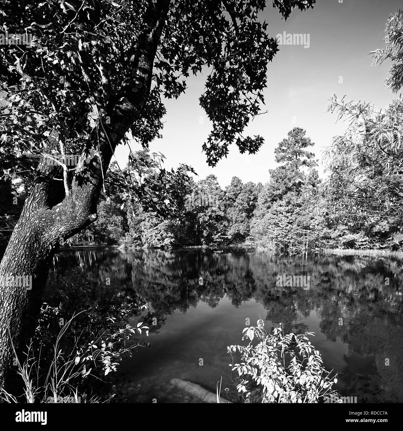 Il Woodlands TX USA - 10-30-2018 - Autunno Tree riflessioni in un stagno 1 in B&W Foto Stock