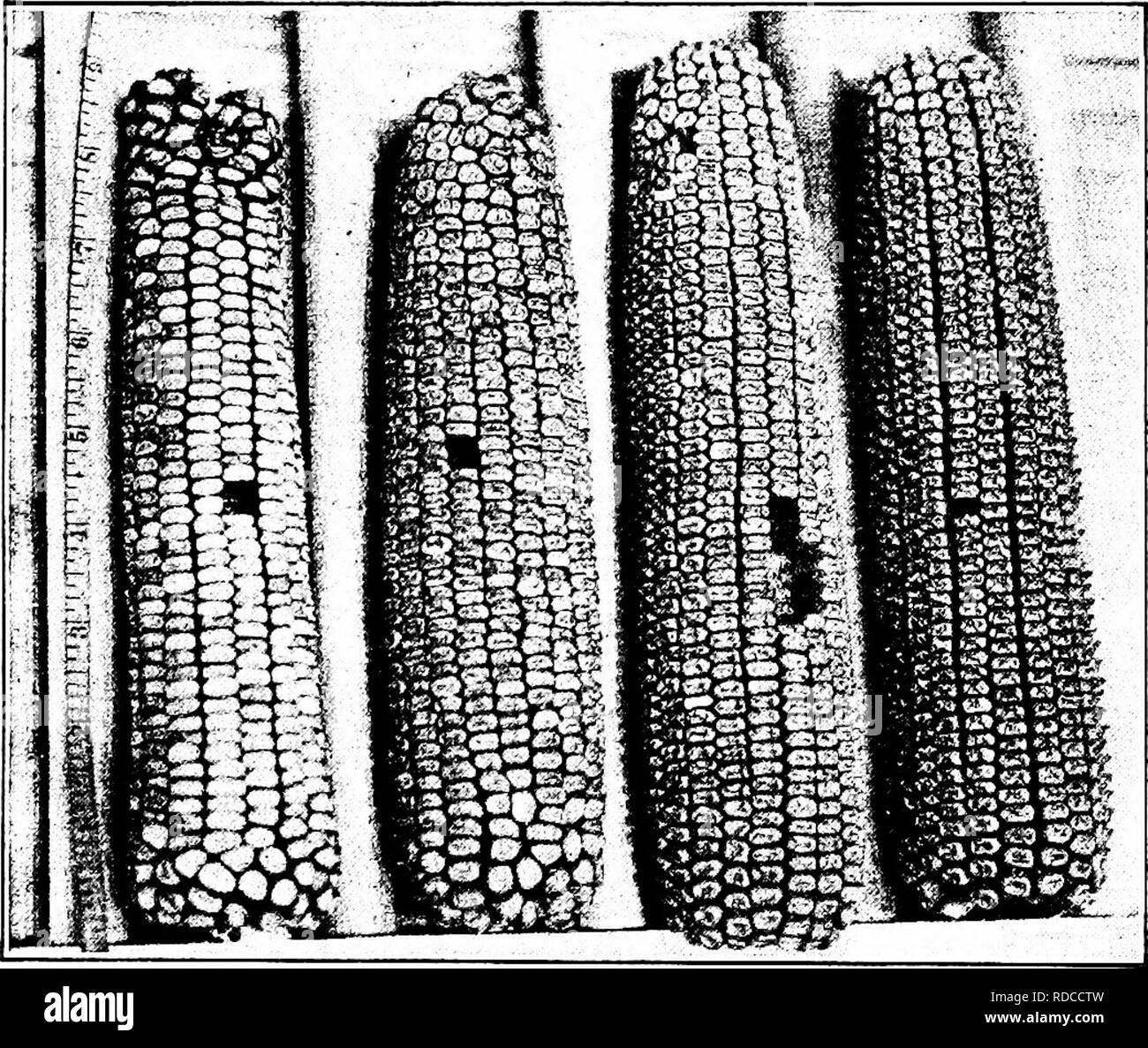 . Suoli e la vita vegetale come legate all'agricoltura . Agricoltura; Suoli; piante. Il MAIS 161 Questo a sua volta aumenta la proporzione di mais per cob, la sgusciatura percentuale. La punta (4) un orecchio la cui punta è completamente coperto, o la cui cob è onhj leggermente esposta tra il kernel. La maggior parte del. Fig. 65. - Migliorare passo dopo passo. kernel circa la punta deve essere ammaccati e piuttosto profonda. Questo orecchio dovrebbe essere di dimensione desiderabile dato in {1), la sagoma desiderabile dato in {2), e dovrebbe essere per quanto possibile il desiderabile hutt dato in (3). (4) un orecchio cui cob è esposto per la metà di un pollice o mor Foto Stock