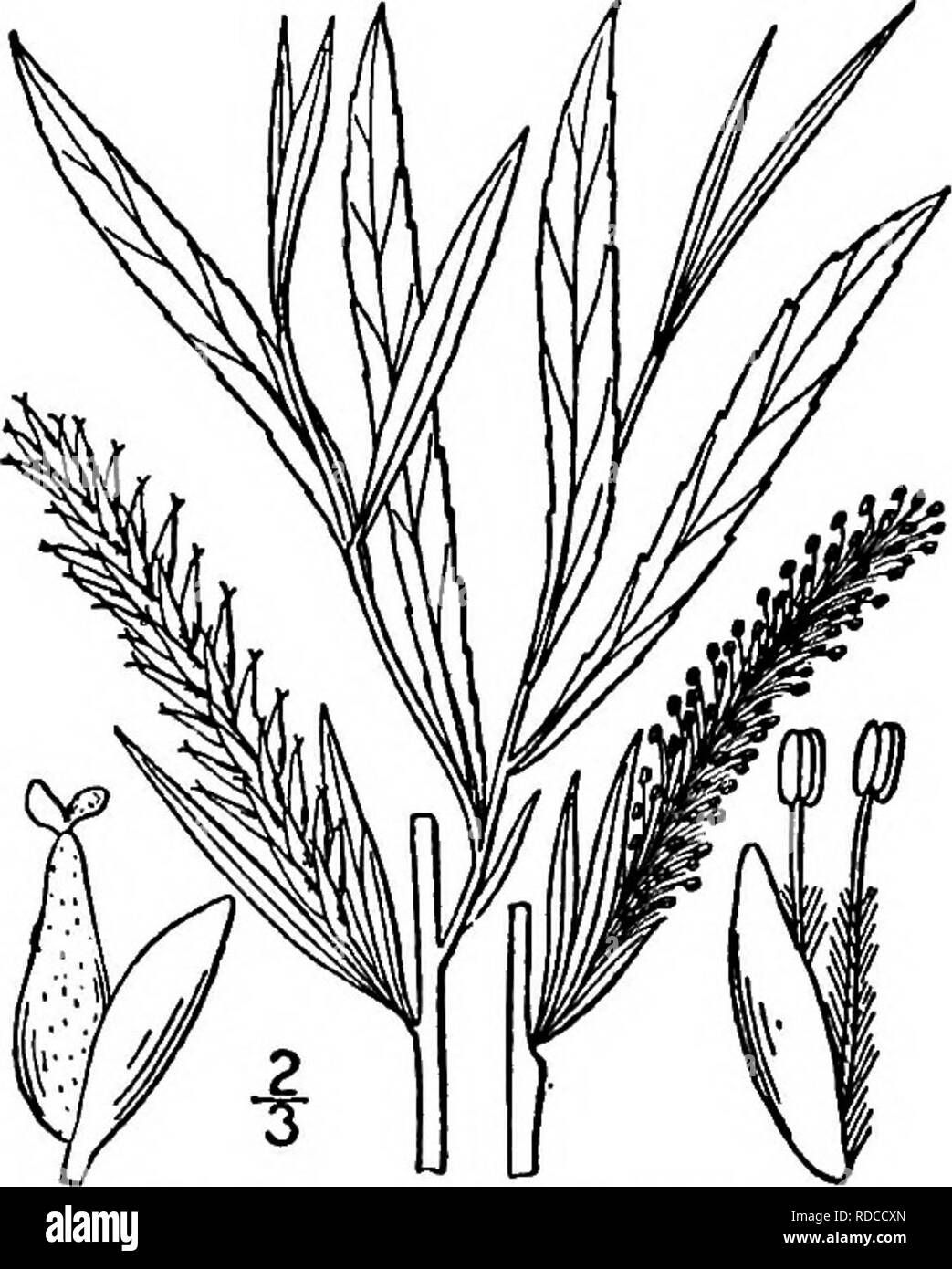 . Nord America : alberi essendo descrizioni e illustrazioni degli alberi che crescono in modo indipendente di coltivazione in America del Nord, a nord del Messico e le Indie occidentali . Alberi. Snello Willow 195 Gamma è un semplice arbusto, s metri di altezza o meno, o un piccolo albero, ma verso ovest che talvolta diventa un albero fino a venti metri di altezza con un tronco 6 dm. di spessore. Salix fluviatilis Nuttall al quale questa pianta è stato riferito da alcuni autori descritto originariamente da Oregon o Washington, sembra essere distinto da esso e non è noto a noi a diventare un albero. La sua corteccia è marrone, piuttosto sottile, quasi smoo Foto Stock