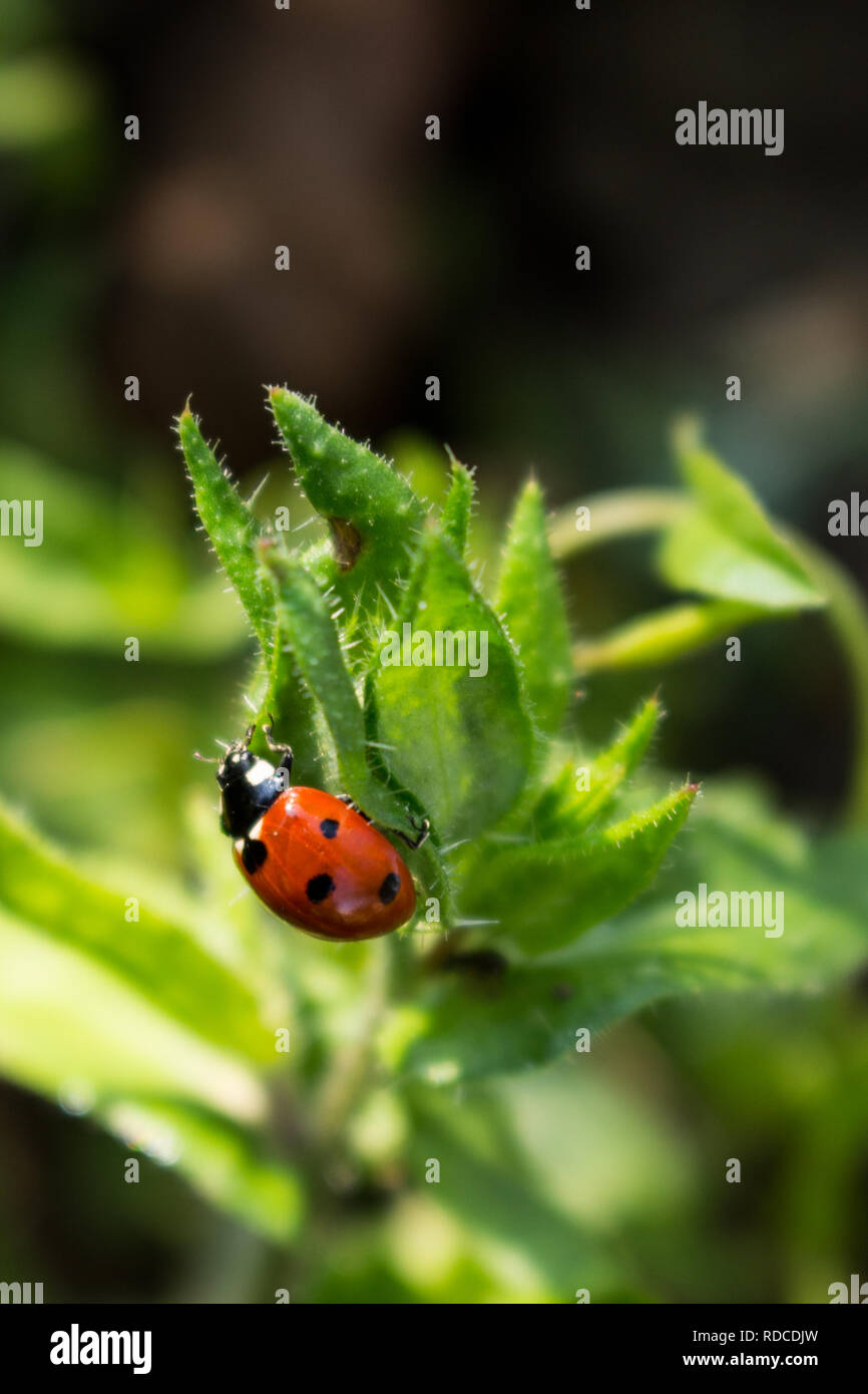 Foto macro di Ladybug in foglia verde Foto Stock