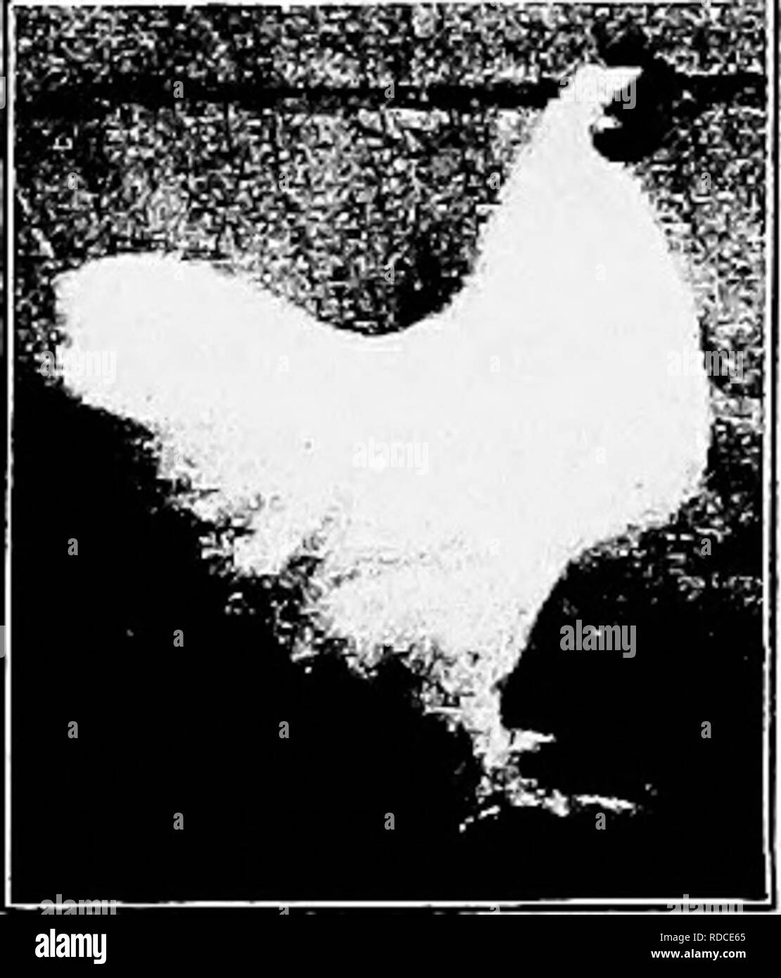 . Principi e pratica della cultura di pollame . Il pollame. Fig. 452. Nero Bantam Cochin galletto ^ Fig. 453. Nero Co- mento pullet Bantam ^ dichiarate oggetto in ogni caso è quello di rendere il più piccolo, in forma, colore, pertinenze, - tutto ma la dimensione, - proprio come la grande razza che assomiglia a. L'esatta somiglianza desiderato è raramente fissato - alcuni studenti dei tipi dire mai. Di solito la testa (e delle pertinenze), ali e coda dei più piccoli sono più grandi in proporzione rispetto a quelli della cor- risponde grandi uccelli e il carrello è dif- ferent, particolarmente nei maschi, che sono i più inso Foto Stock