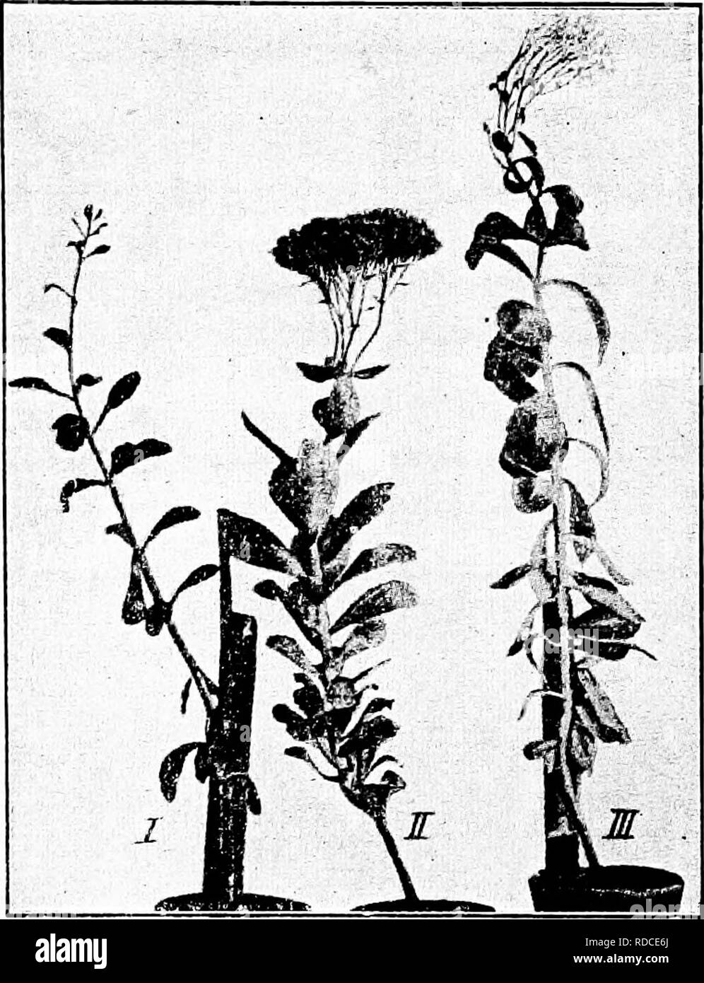 . Letture in evoluzione, Genetica ed eugenetica. Evoluzione; eredità; eugenetica. Variazione 313 seguendo il numero medio degli stami: (i) 9.68, (2), 8,45 (3) 6.54, (4), 5,05 (s) 9.47, f6) 7.33. Infine, Klebs sottoposto piante simili dal bianco, rosso e la luce blu per analisi chimica al fine di fissare ulteriori prove degli effetti fisiologici della luce di diverse forma d'onda. Fig. 51.-Sedum speclahik. I tre germogli (presi da un unico stabilimento) sono state piantate in vasi di piccole dimensioni il 12 marzo 1904 e collocato in diverse serre, / in luce blu; //, in un misto di luce bianca; ///, in luce rossa. Foto Foto Stock