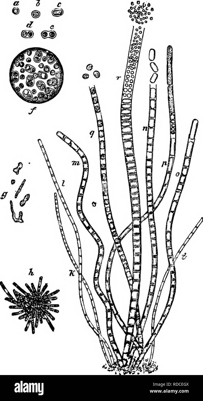 . Morfologia comparata e della biologia dei funghi, mycetozoa e batteri . Morfologia vegetale; funghi; Myxomycetes; batteriologia. 470 TERZA PARTE.-BATTERI O SCHIZOMYCETES. "'4?- diventare aggregate nell'acqua in masse viscido un piede in profondità. La questione gelatinoso è inizialmente incolore, ma può assumere un colore che varia dal rosso mattone al marrone scuro dalla miscela di ossido idrato di ferro. Quando coltivate in bog-acqua i cocci sviluppare in aste o filamenti (h) della disparità di spessore, che ad una certa età diventano investito con un continuo sottile ma ferma guaina gelatinosa con la stessa miscela Foto Stock