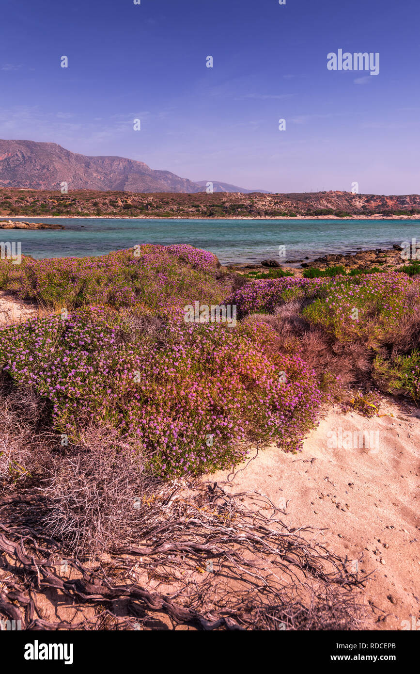 Alba alla splendida costa di Creta, l'isola greca. Spiaggia di sabbia di acque turchesi del Mar Mediterraneo è coperto con abbondante fioritura di fiori di colore rosa. Vert Foto Stock