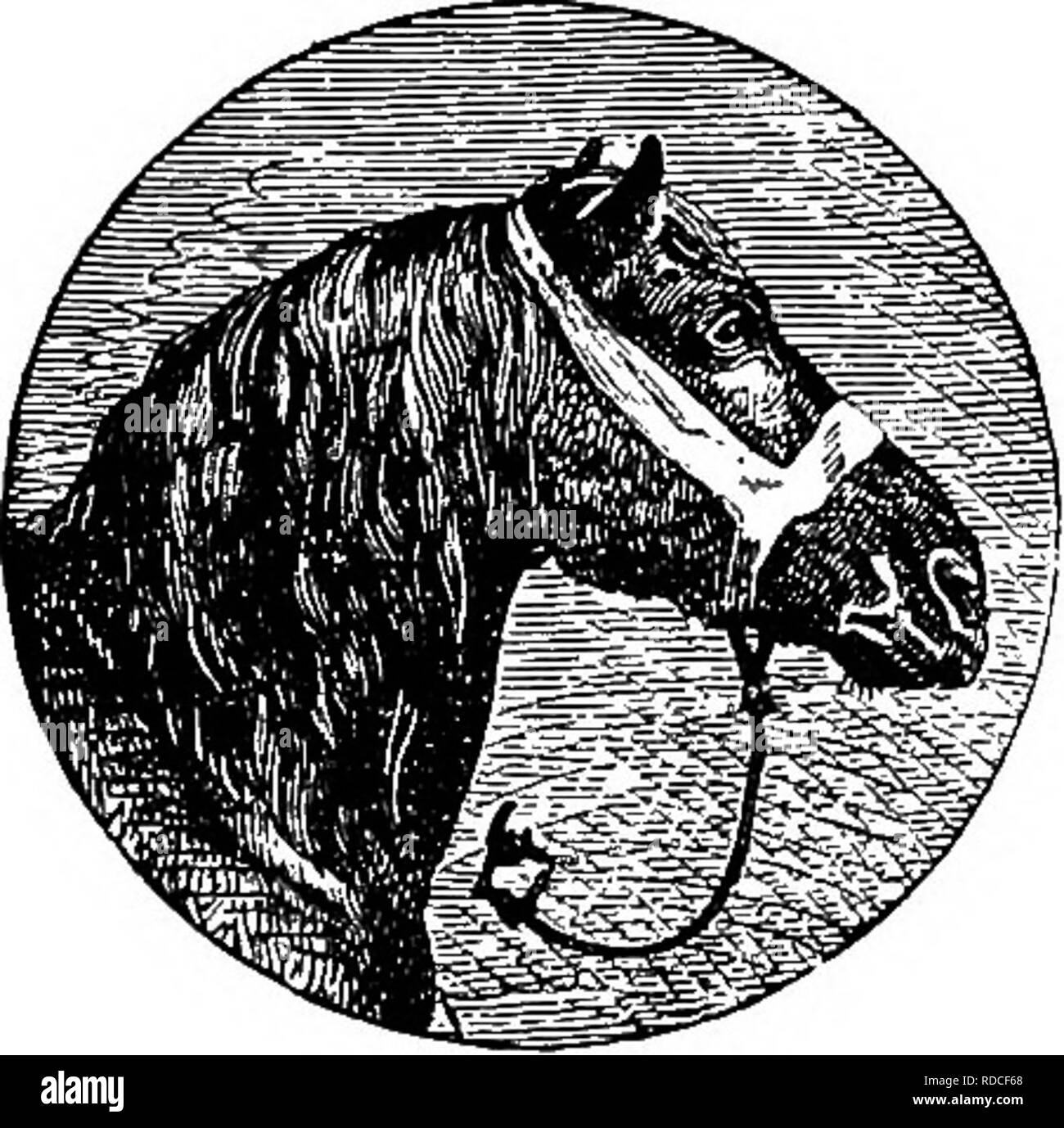 . La famiglia cavallo : le sue stalle, cura e alimentazione : un manuale pratico per cavallo-keepers . I cavalli. 78 LA FAMIGLIA CAVALLO. hanno molto poco di questo capelli, mentre con EngUsh e Scotch progetto di cavalli una spessa di crescita è una caratteristica prominente della razza. I capelli lunghi intorno al muso e* narici sicuramente agire in qualche grado simile per i baffi di gatto, come organi di percezione e la loro rimozione è pregiudizievole. Un eccesso di peli grossolani in quelle parti indica bassa allevamento e non si vede mai in un purosangue. Ma se troncare off, essi saranno presto crescere fuori ancora più severa rispetto a prima. L Foto Stock