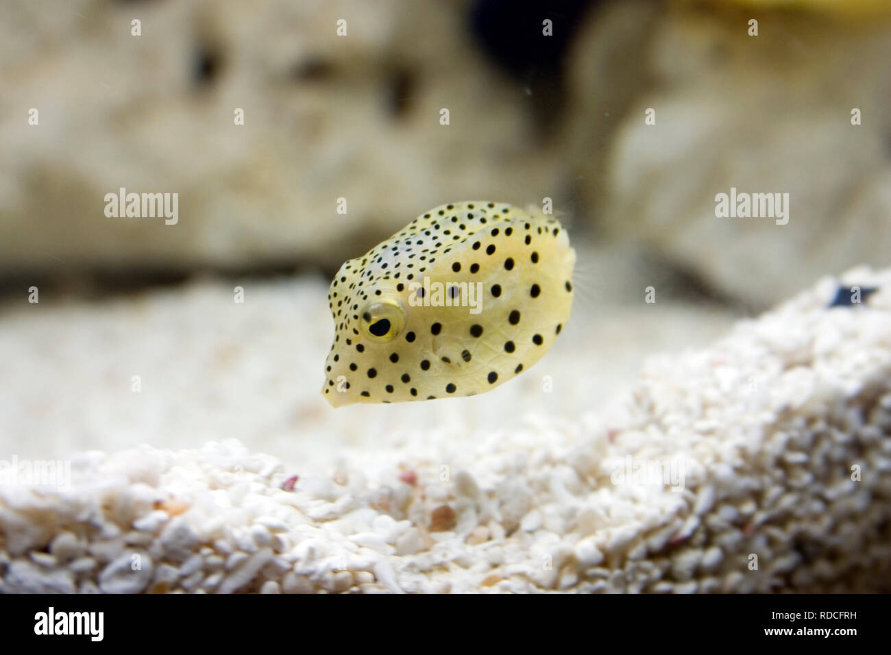 Boxfish giallo Foto Stock