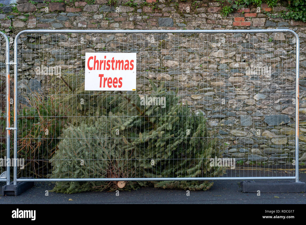 Usato alberi di Natale per il riciclaggio in un punto di rientro e di raccolta a Killarney, County Kerry, Irlanda Foto Stock