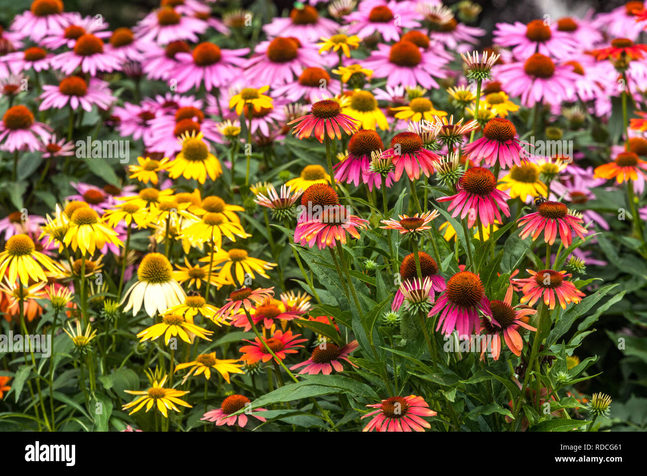 Hardy perenne fiore giardino fianchino pianta, vari colori di Echinacea Cheyenne Spirito Foto Stock