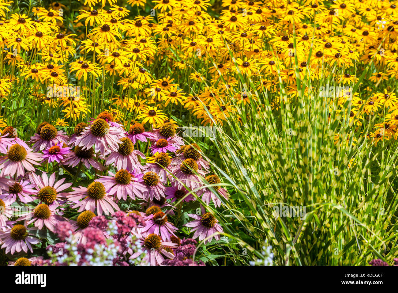 Giardino perenne Fiori Border Plant Viola Coneflower Echinacea purpurea Rudbeckia 'Goldsturm' Miscanthus zebra Mixed Hardy Plants Rosa giallo Verde Foto Stock