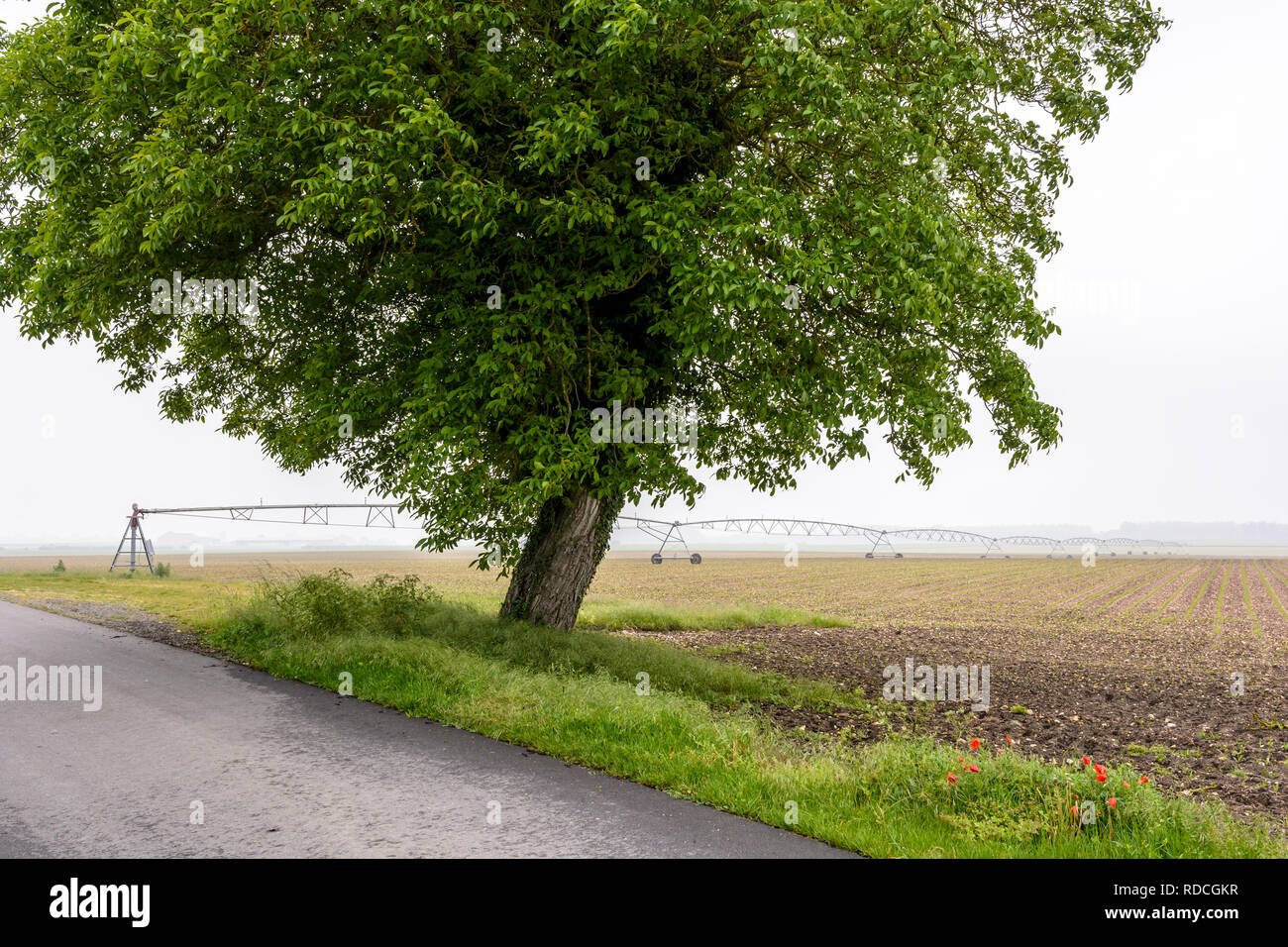 Un albero di noce in un campo di giovani di mais con un vicolo del paese e un perno centrale di un sistema di irrigazione nella campagna francese da una foschia mattutina. Foto Stock