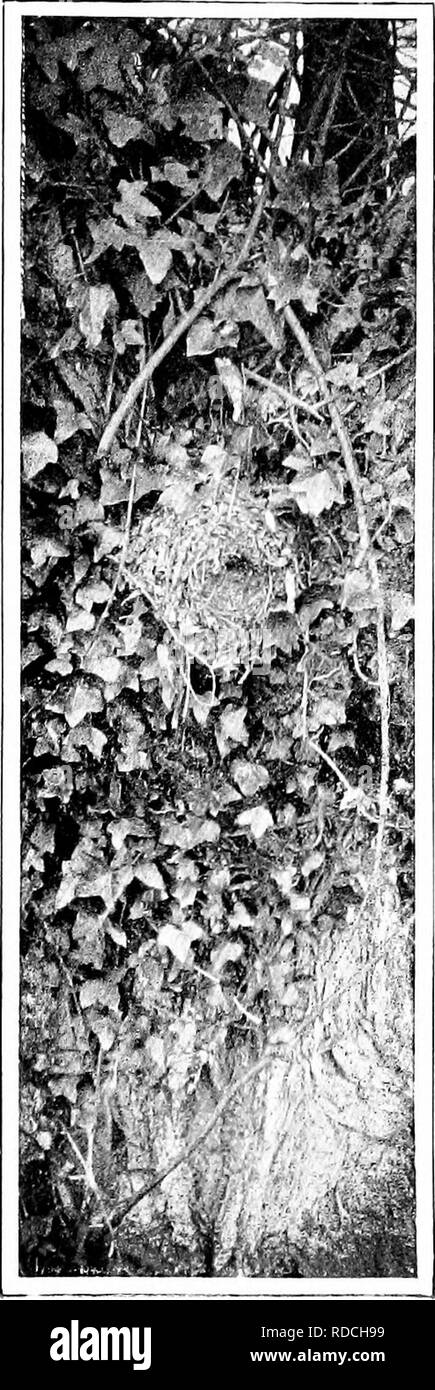 . La natura della carol cantanti. Gli uccelli. La natura della CAROL cantanti.. e cranny per alcuni in agguato boccone di vita di insetto. È strano come ad un'in- nocent e al- insieme lodare- degno piccolo uccello dovrebbe venuti ad occupare un tale unen- dable posizione nel bird folk-lore. La com- mon nomi di questa specie nella maggior parte delle lingue europee come segno regale dig- nity ad esso e ottenuto regalità di tutti gli uccelli bj^ in media una sorta di trucco. Un parlia- mento degli uccelli hanno convenuto che quella che potrebbe fl y massima WREN'S NIDO TRA IVY crescente sul tronco di un albero. Si prega di notare che queste immagini vengono estratte f Foto Stock