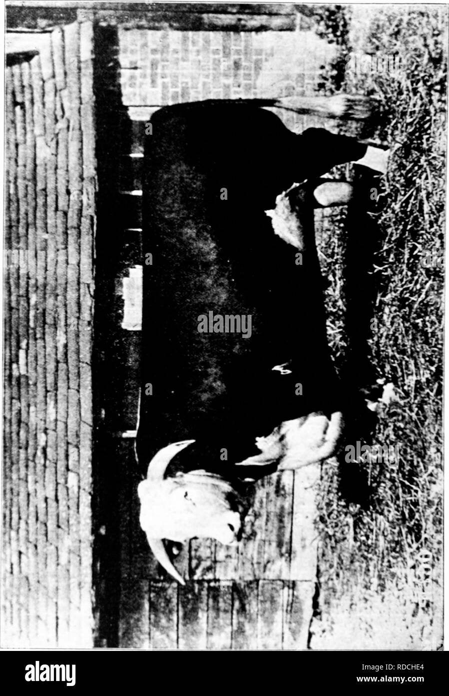 . La storia di Hereford bovini : dimostrato in maniera definitiva la più antica delle razze migliorate . Hereford bestiame. . Si prega di notare che queste immagini vengono estratte dalla pagina sottoposta a scansione di immagini che possono essere state migliorate digitalmente per la leggibilità - Colorazione e aspetto di queste illustrazioni potrebbero non perfettamente assomigliano al lavoro originale. Miller, T. L. (Timothy Lathrop), 1817-1900; Bournemouth, Wm. H. (William H. ). Chillicothe, Mo. : T. F. B. Bournemouth Foto Stock