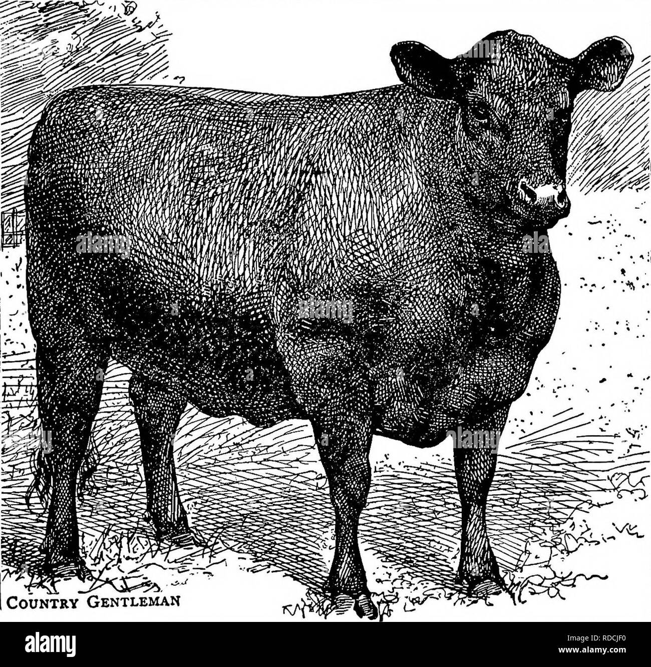 . Il successo stockman e manuale di allevamento . Bestiame; medicina veterinaria. I capi di bestiame. 281 temperamento del corto-corna non sarà così permettere loro di gamma più ampia le distanze per raccogliere il loro foraggio. Prese del tutto qui- guadi sono una buona razza di bestiame e sarà senza dubbio mantenere una posizione alta tra le nostre varietà della specie bovina''. Aberdeen-Angus. Il nativo di polling di bestiame e Aberdeen Angus hanno sviluppo precoce di rapidamente le proprietà di ingrasso. Vi. Country Gentleman di Aberdeen Angus, nero giovenca, "L'Imperatrice", peso 1600. SWEEPSTAKES A FAT-stock visualizza, Birmingham, ENG Foto Stock