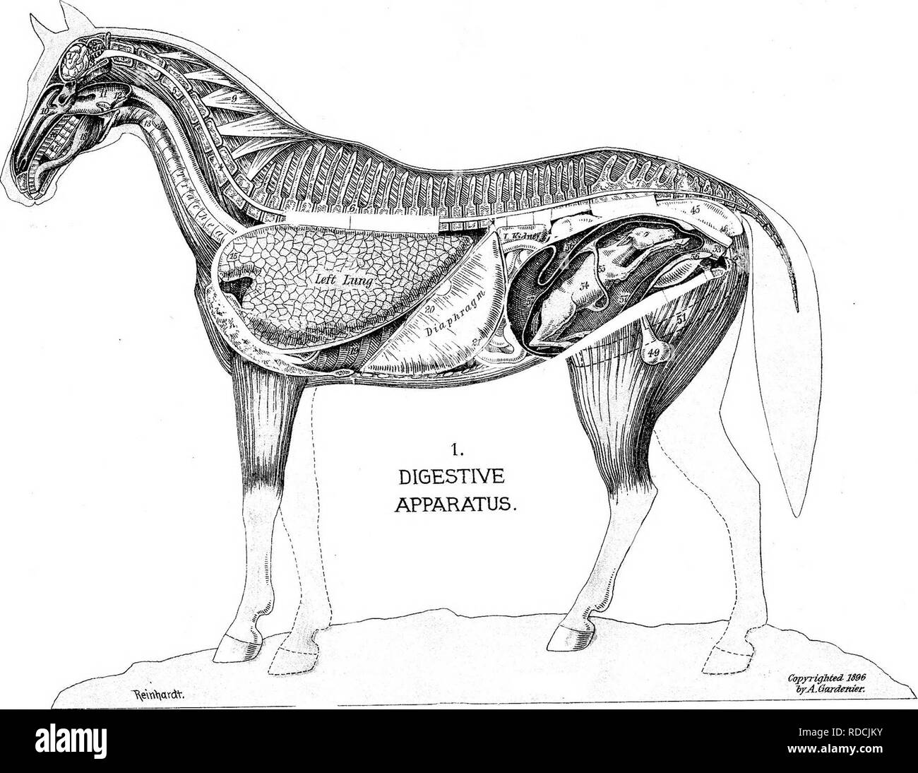 . Il successo stockman e manuale di allevamento . Bestiame; medicina veterinaria. . Si prega di notare che queste immagini vengono estratte dalla pagina sottoposta a scansione di immagini che possono essere state migliorate digitalmente per la leggibilità - Colorazione e aspetto di queste illustrazioni potrebbero non perfettamente assomigliano al lavoro originale. Gardenier, Andrew A. Springfield, Massachusetts : King-Richardson Co. Foto Stock