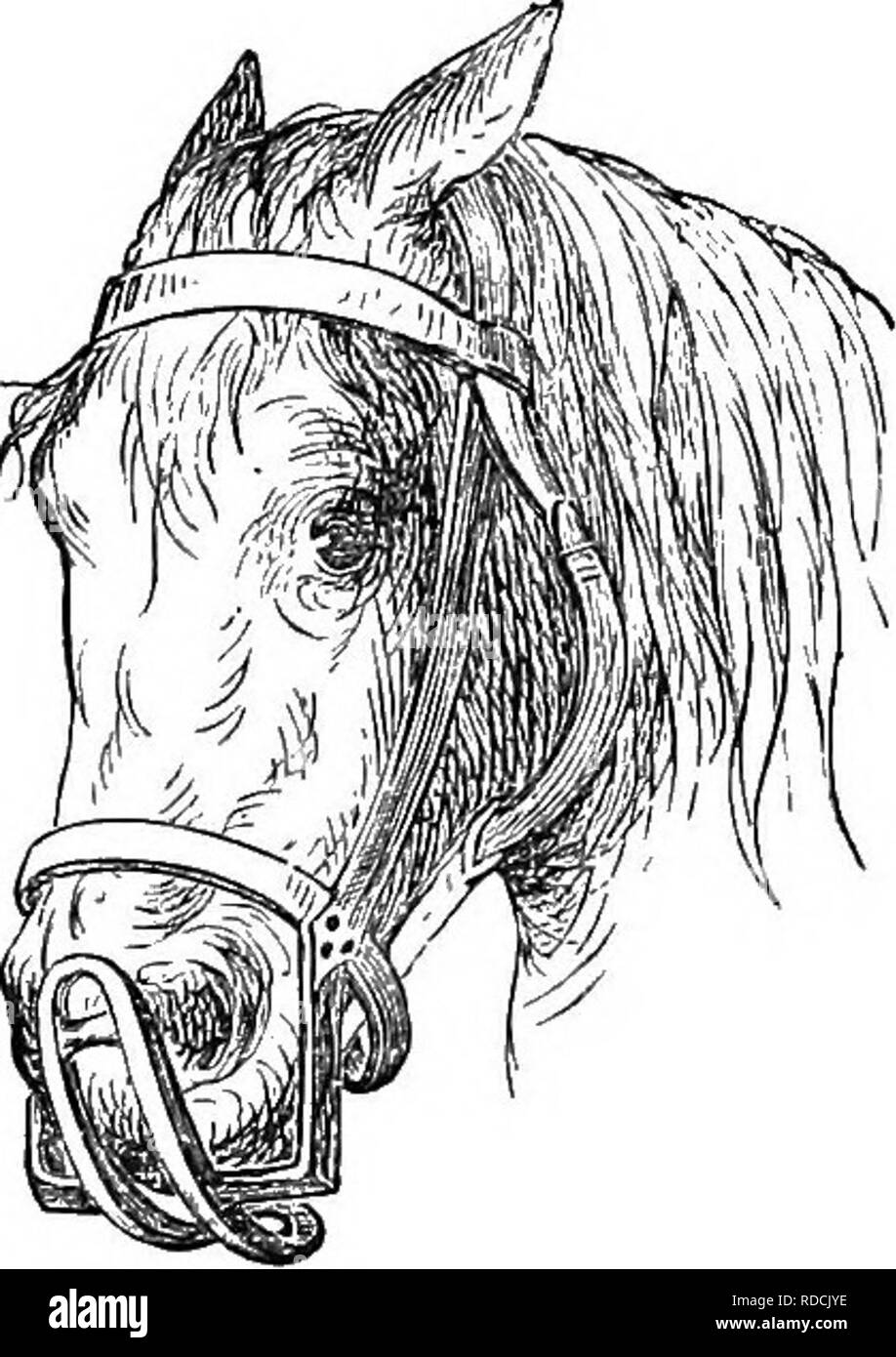 . L'agricoltore consigliere veterinario : una guida per la prevenzione e il trattamento di una malattia in animali domestici . Medicina veterinaria. 130 La Fanner''s Consigliere veterinario. o othei amari. Coprire tutti i lavori in legno esposte con foglio di ferro. Posizionare un piccolo rullo girevole sopra la parte anteriore della mangiatoia in modo che i denti si può contemporaneamente scorrere fuori. Applicare la museruola mostrata nel taglio adiacenti. In pura mnd- Kg. 17.. Fig. 17-museruola per presepe-snapper. ventose una fascetta può essere legati strettamente intorno alla parte superiore del collo, anche se a rischio di indurre ruggito. Sposta i denti. Se allentate e parzialmente spostato, t Foto Stock