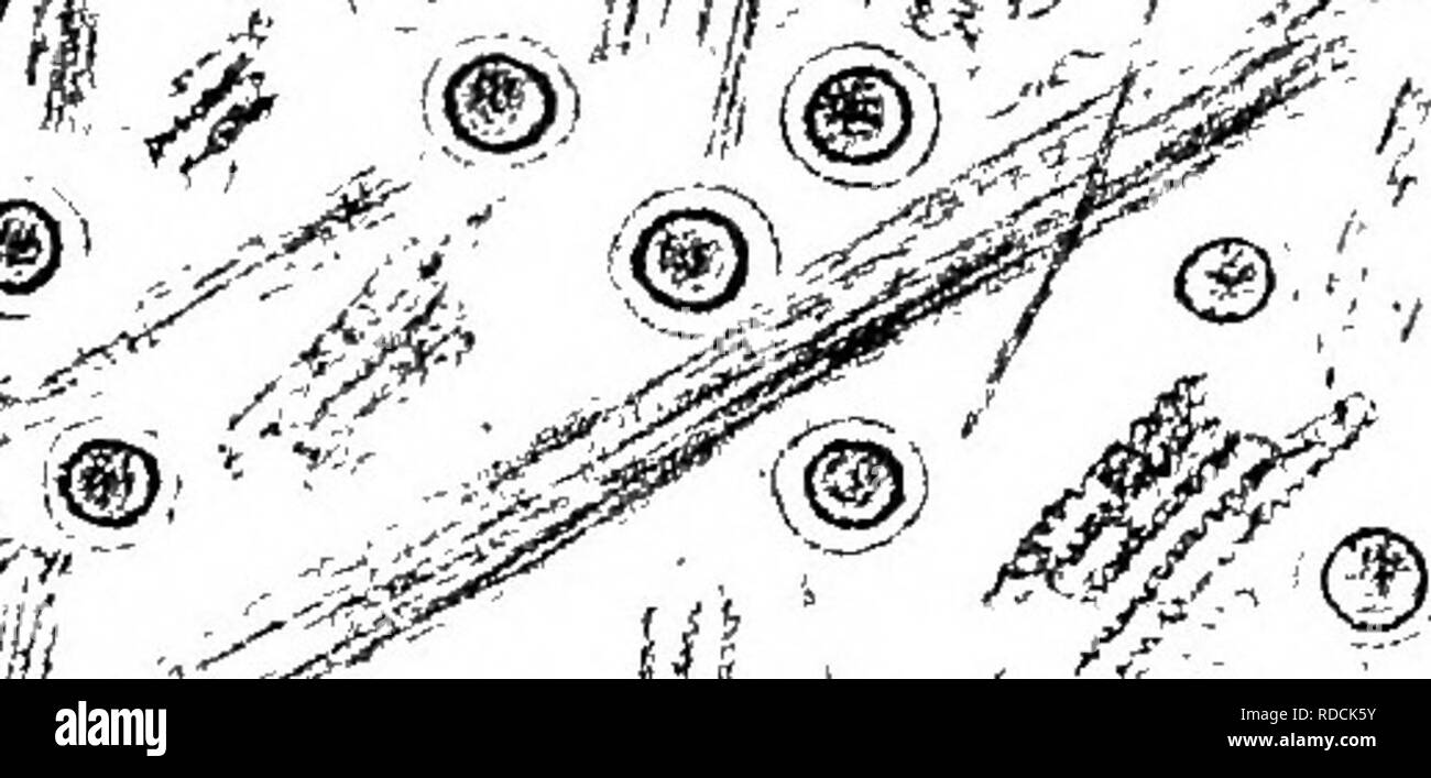 . Diagnostica Clinica delle Malattie interne di animali domestici. Medicina veterinaria; la diagnosi, veterinari; medicina veterinaria. Apparato digerente. 167 malattie tinal ha partecipato con ampia presenza di essudazione dalla mucosa feci non solo sono rivestite con il muco ma sono mescolati con esso. Questo muco può essere lucida, incolore, giallognolo (bile) o grigio (cellule epiteliali e i globuli bianchi sono). A scaglie o fenestrated coagulazioni sulla superficie delle feci hanno la loro origine nella mucosa rettale (proctite). g. L'odore delle feci. Questo varia con ogni specie secondo il cibo. Foto Stock