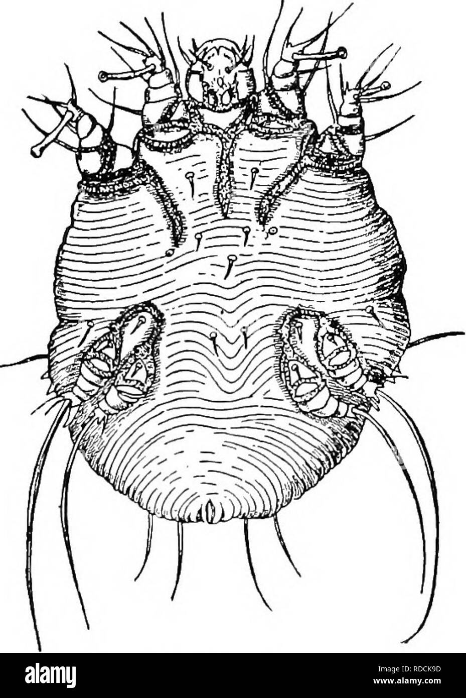 . Diagnostica Clinica delle Malattie interne di animali domestici. Medicina veterinaria; la diagnosi, veterinari; medicina veterinaria. 54 diagnostica clinica. Rogna sarcoptica (scabbia) è una dermatite contagiosa dovuta agli acari. Il principale manges sono: a. Rogna simbiotici (piede rogna sarcoptica). Posti preferiti: nel cavallo, arti posteriori, nell'OX, radice di coda. Questi acari vivono sulla pelle, produrre perdita di capelli, desquamazione di epitelio, e intenso prurito, causando l'animale a timbro e kick continuamente. Gli acari sono 0.3â0.5 mm, testa larga. Le gambe, che sono lunghi, sono provvisti alle loro estremità con campana- Foto Stock
