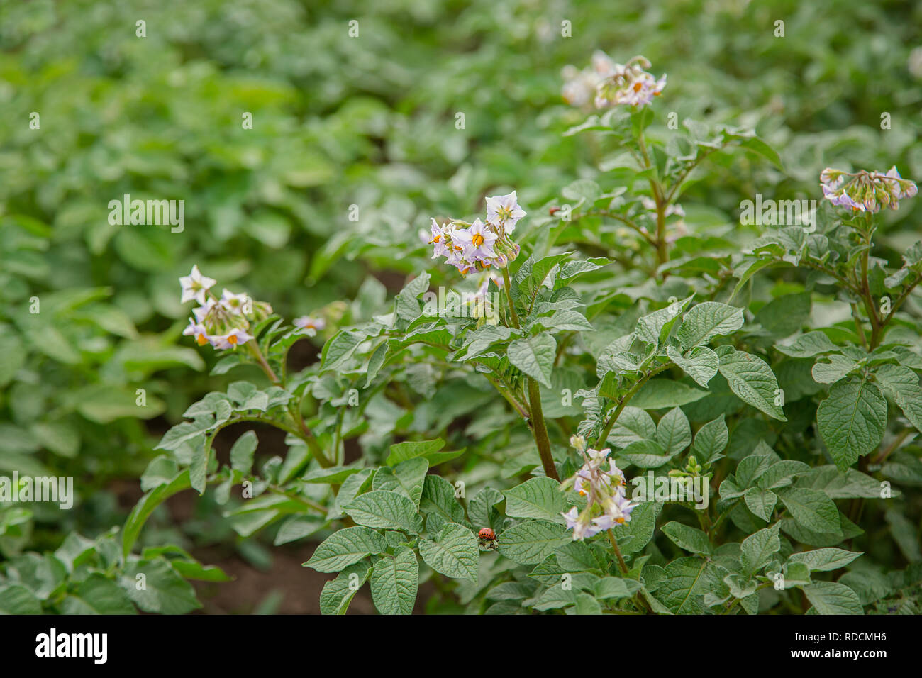 La patata cresce e fiorisce in giardino nel terreno aperto. Legumi per cibo vegetariano sono cresciute in giardini e orti biologici. Foto Stock