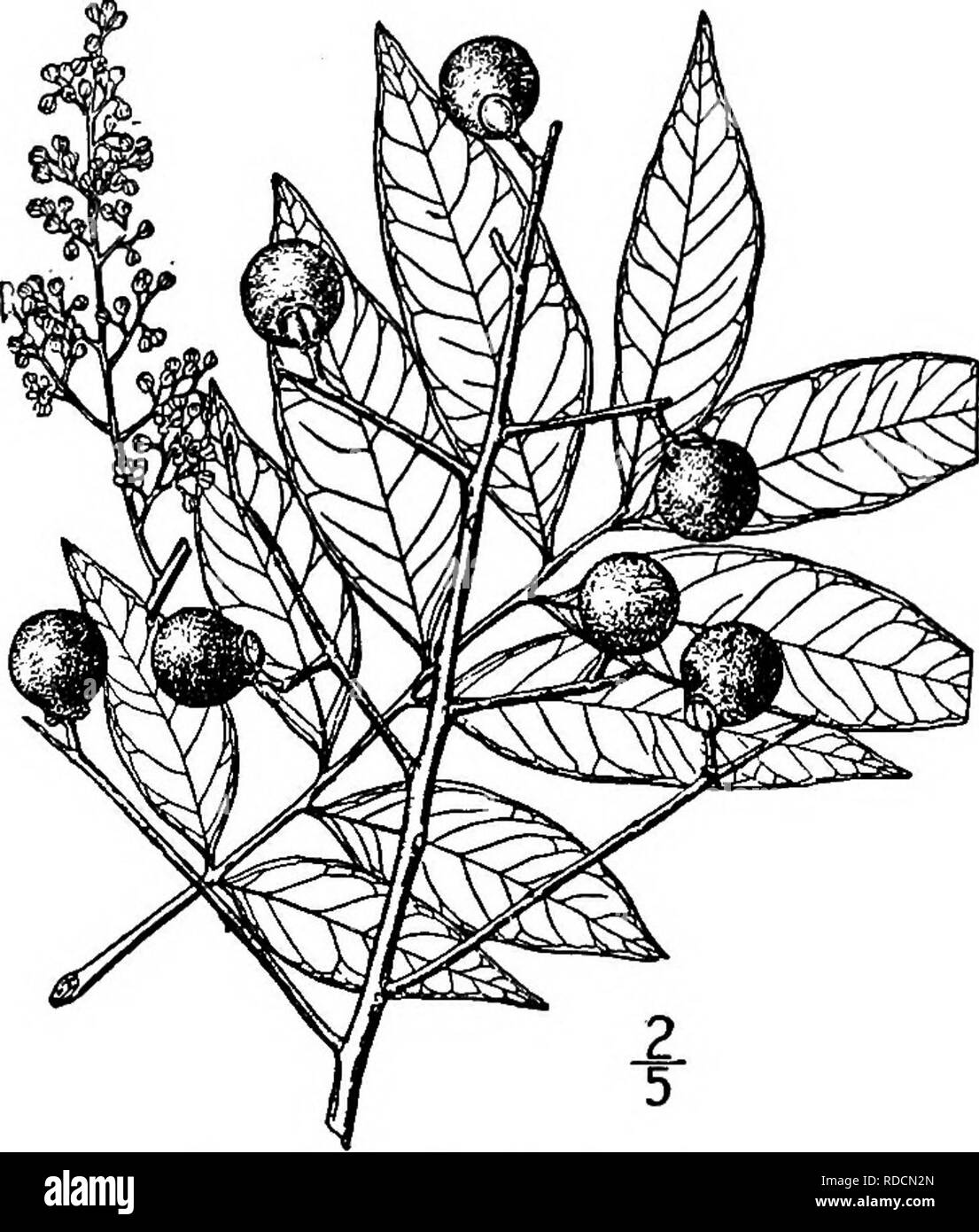 . Nord America : alberi essendo descrizioni e illustrazioni degli alberi che crescono in modo indipendente di coltivazione in America del Nord, a nord del Messico e le Indie occidentali . Alberi. Drummond's Soapberry 665 e un po' al di sotto del pelo. I fiori appaiono in primavera, la densa e montante finemente pelose i cluster a 2 dm. lunga; i sepali sono rotonde, smussata, circa 2 mm. ampia, i petali ampiamente obovate, circa 3 mm. lungo, e peloso-orlate; gli stami di staminate fiori sono circa lunga come i petali, quelli dei fiori pistillate corto; i filamenti sono hairy; l'ovaio è di forma ovoidale. La frutta lipe Foto Stock