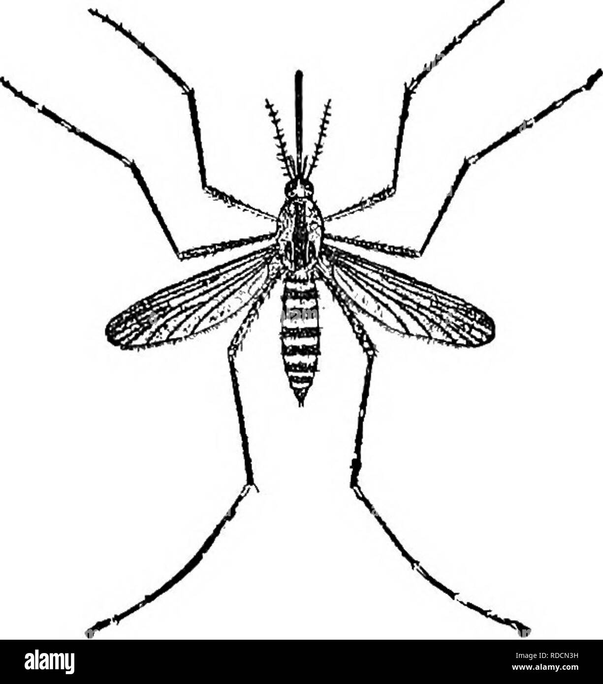 . La storia naturale della fattoria; una guida alla pratica lo studio delle fonti del nostro vivere nella natura selvaggia. Storia naturale. XL. Insetti molestare gli animali della fattoria "Tu l'rt benvenuti alla città; ma perché venire qui per spurgare un fratello poeta, gaunt come te? Ahimè! Il poco sangue che ho è caro e sottile sarà il banchetto disegnato da me." -Bryant (ad una zanzara), nella stagione di black-vola, nessuno va in boschi di nord eccetto il business; anche se è tarda primavera e i fiori sono blooming ovunque e in tutto il mondo si è fresco e invitante, le mosche sono nei boschi di giorno e Foto Stock