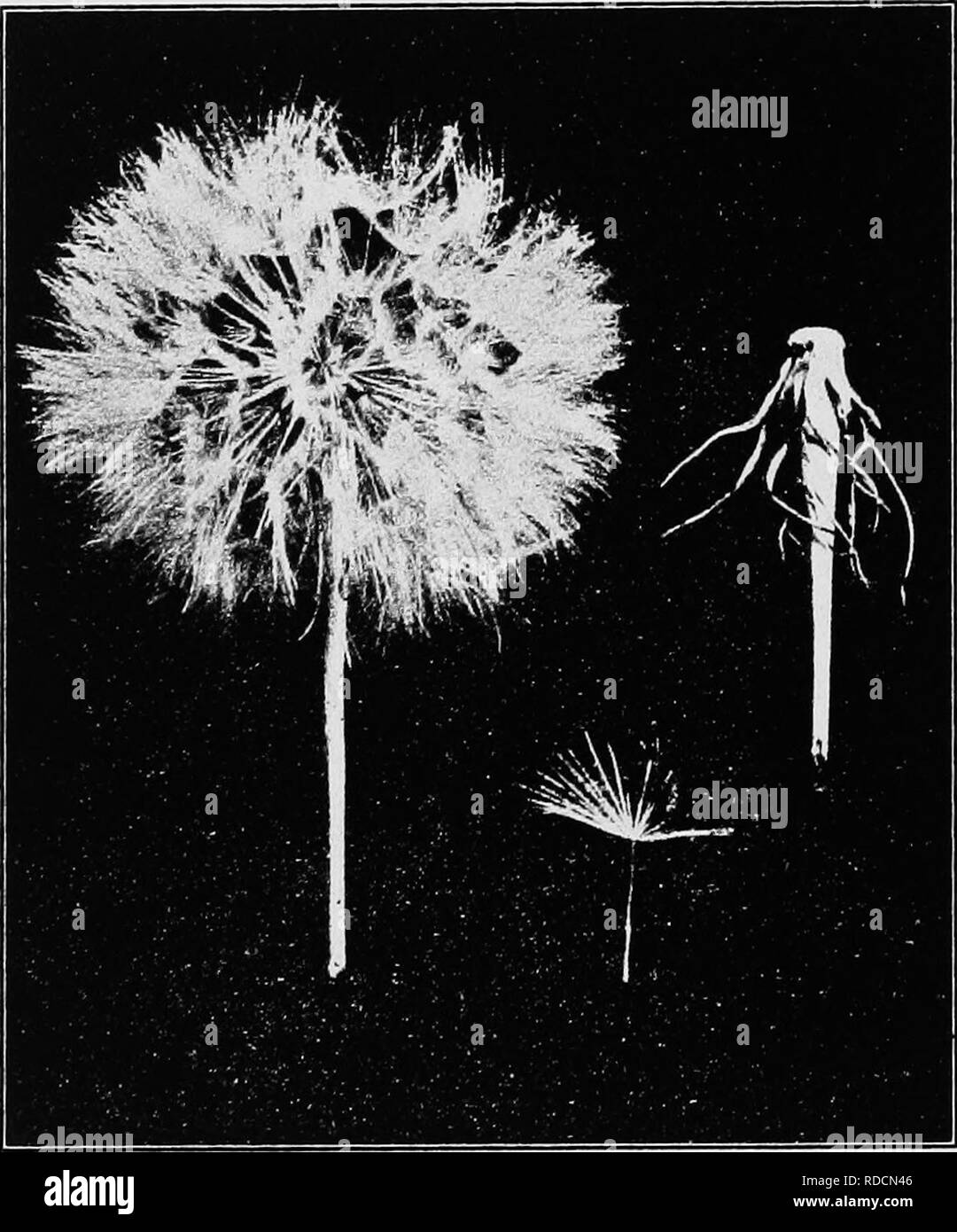 . La botanica di piante di raccolto : un testo e il libro di riferimento. La botanica, economico. 634 Botanica di piante di raccolto pollici sotto la testa. Le teste sono viola e aperto, nelle prime ore del mattino ma di solito vicino a mezzogiorno. L'in- volucre è cilindrica, brattee quasi uguale, in una serie di lineari lanceolate, e di solito molto più a lungo rispetto ai raggi di fiori. La: corolle (Fig. 260) sono troncare e cinque-. FiG. 261.-Salsefrica (Tragopogon porrifolius). Headin frutta; recipiente dopo aver versato il achenes; singolo achene. opportunamente dentata in corrispondenza dell'apice. Le antere sagittata sono alla base. Lo stile rami sono slende Foto Stock