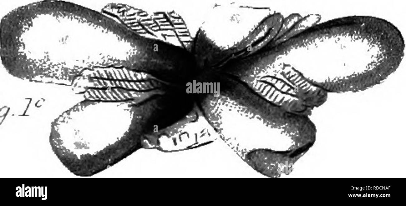 . La relazione paleontologica : come preparato per la relazione geologica del Kentucky e pubblicato in vol. 3 . Paleontologia. -4?-7V. Si prega di notare che queste immagini vengono estratte dalla pagina sottoposta a scansione di immagini che possono essere state migliorate digitalmente per la leggibilità - Colorazione e aspetto di queste illustrazioni potrebbero non perfettamente assomigliano al lavoro originale. Lione, Sidney Smith, 1808-1972; Lesquereux, Leo, 1806-1889; Cox, E. T. (Edward Travers), 1821-1907. Francoforte, Ky. : A. G. Hodges Foto Stock