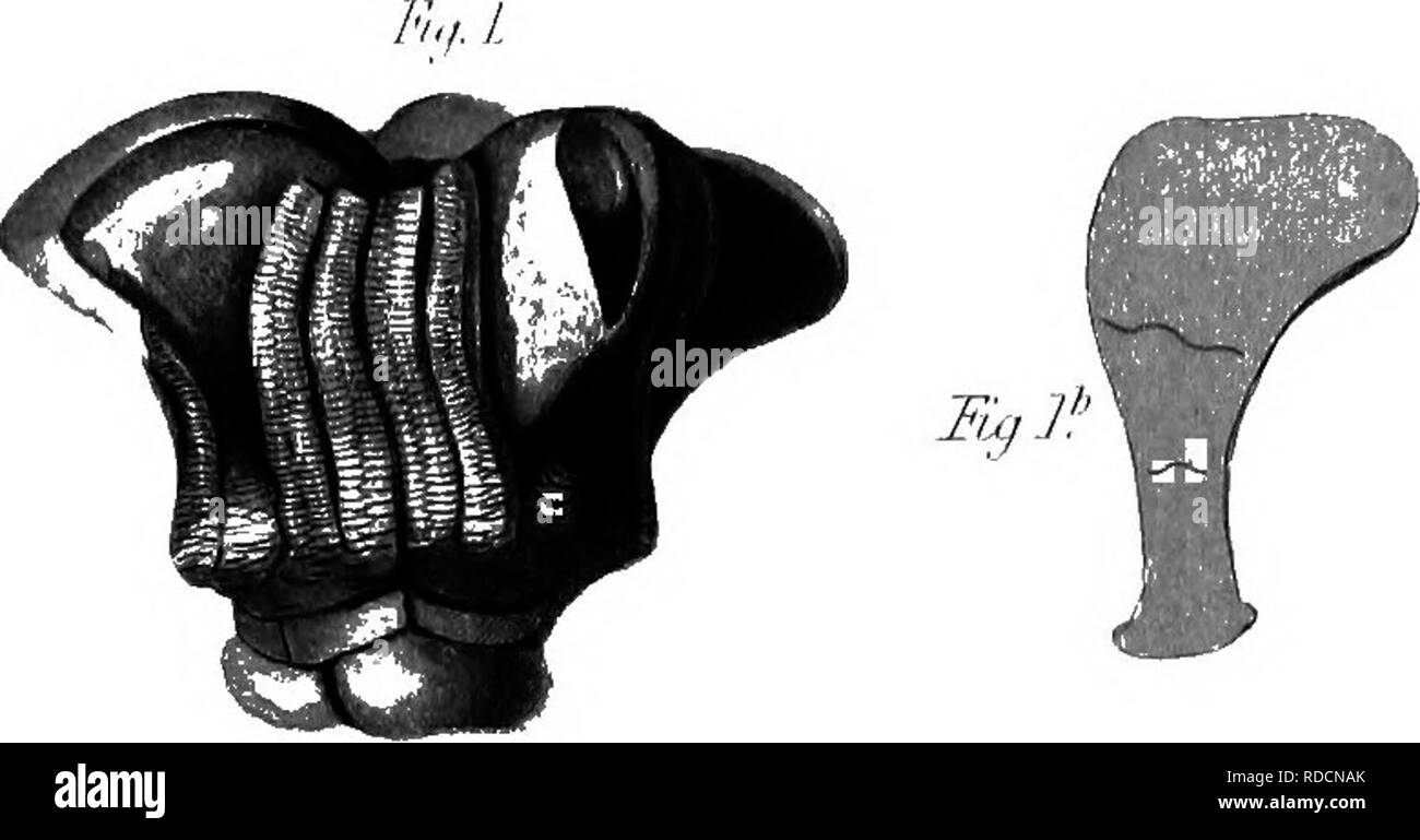 . La relazione paleontologica : come preparato per la relazione geologica del Kentucky e pubblicato in vol. 3 . Paleontologia. Piastra III Ju,l". Si prega di notare che queste immagini vengono estratte dalla pagina sottoposta a scansione di immagini che possono essere state migliorate digitalmente per la leggibilità - Colorazione e aspetto di queste illustrazioni potrebbero non perfettamente assomigliano al lavoro originale. Lione, Sidney Smith, 1808-1972; Lesquereux, Leo, 1806-1889; Cox, E. T. (Edward Travers), 1821-1907. Francoforte, Ky. : A. G. Hodges Foto Stock